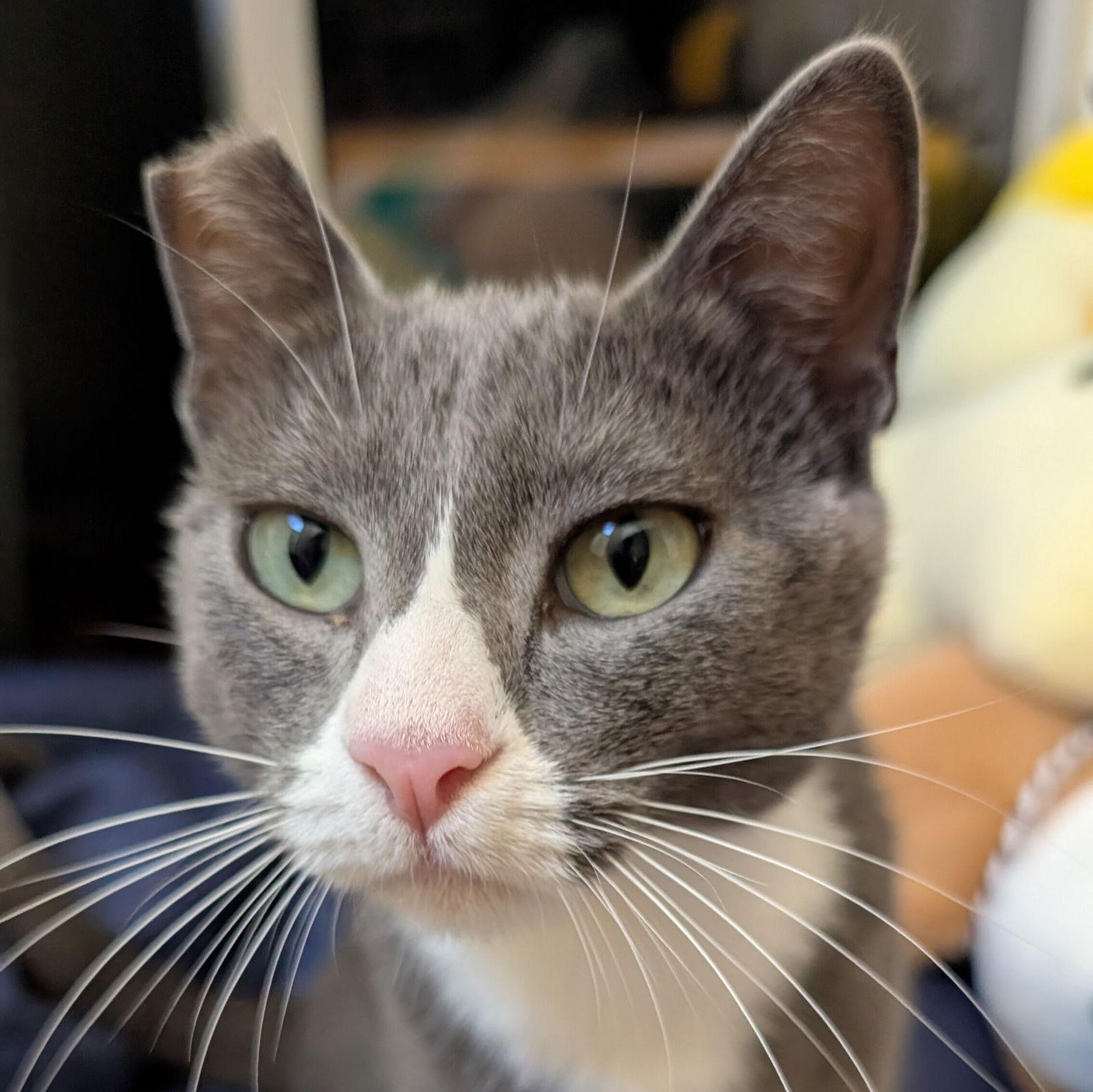 Dolly, a Adoptable Domestic Short Hair in San Jose, CA image 1/3