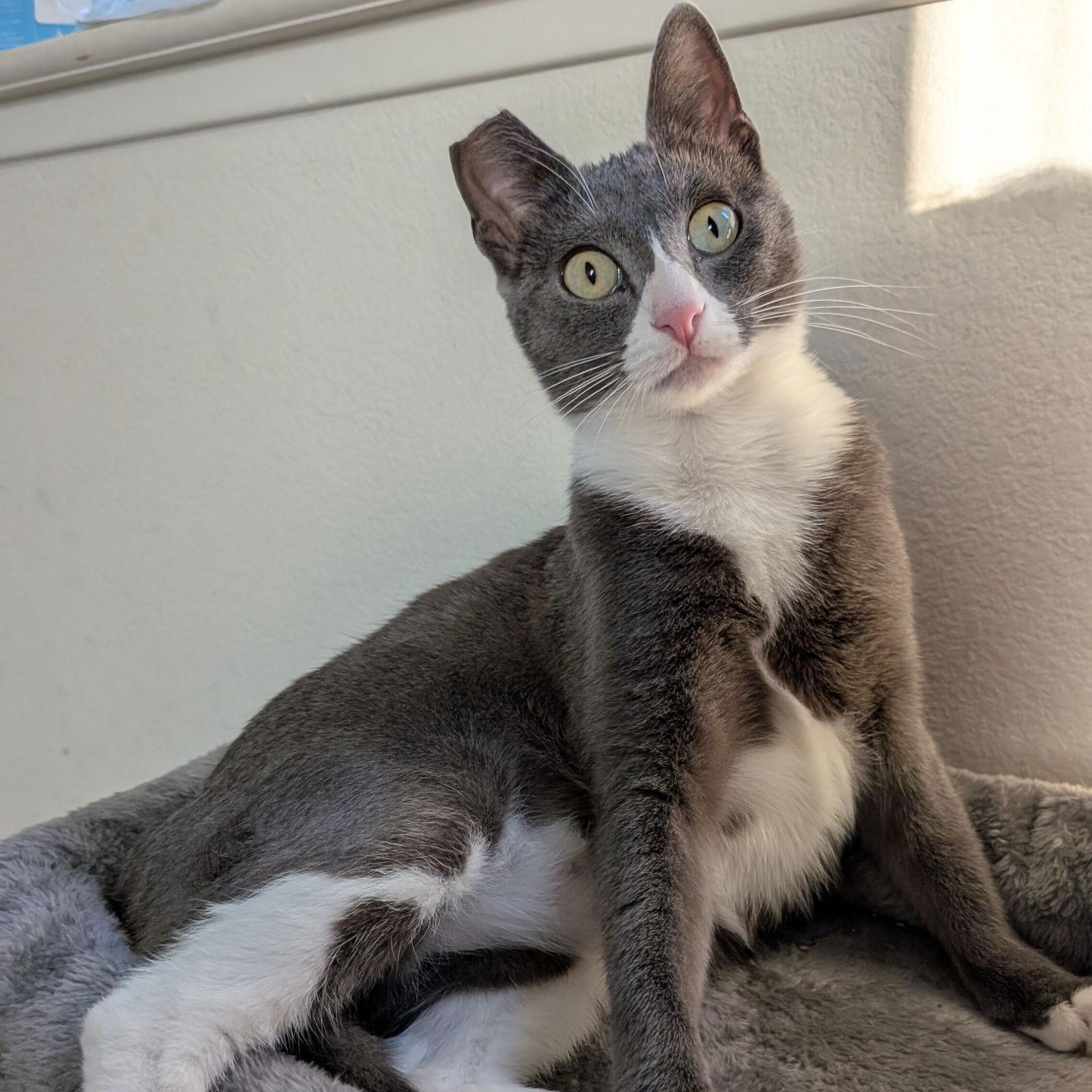 Dolly, a Adoptable Domestic Short Hair in San Jose, CA image 3/3