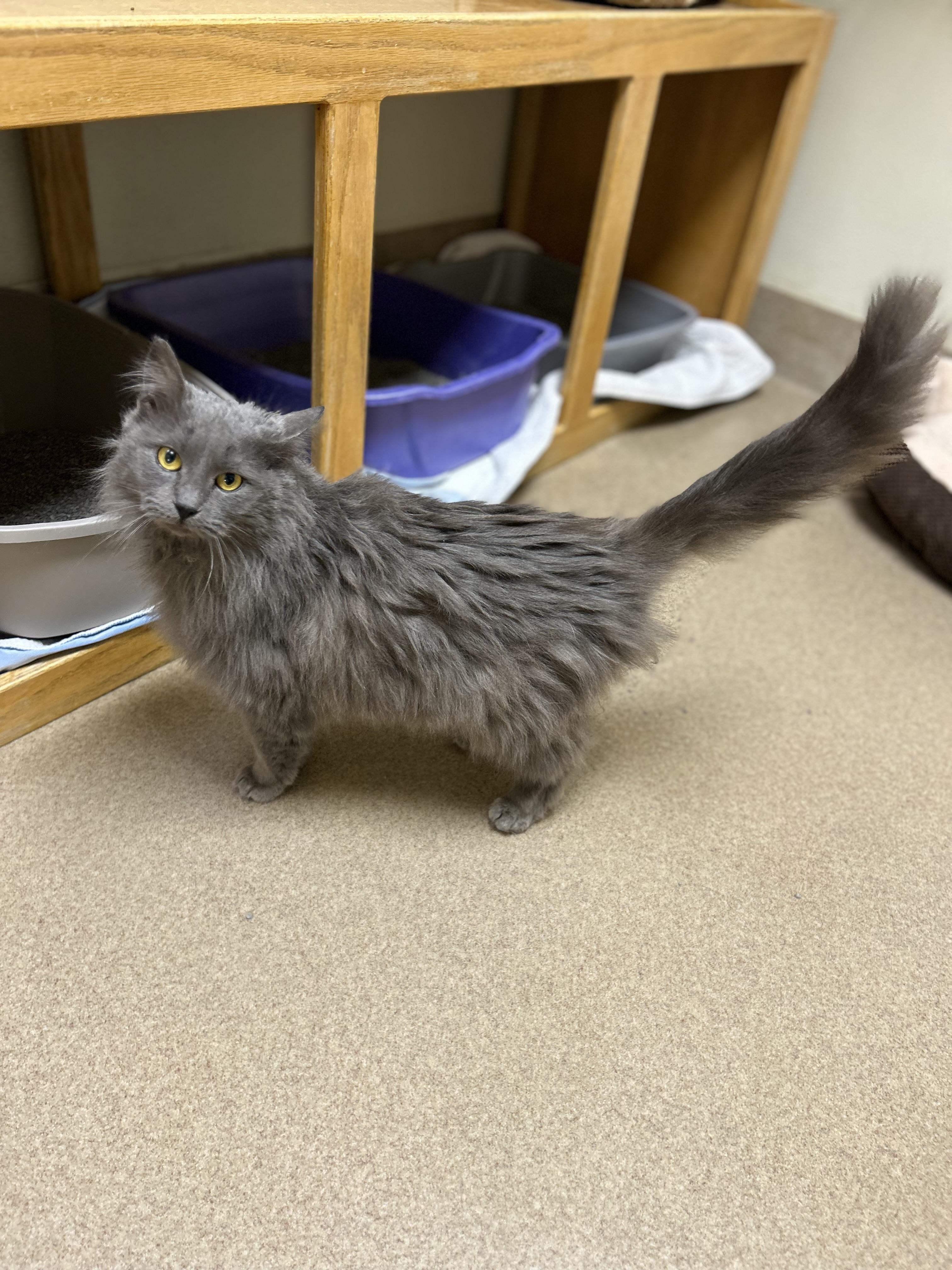 Enlarge Everest, an adopted Domestic Long Hair in Myerstown, PA image 1/2