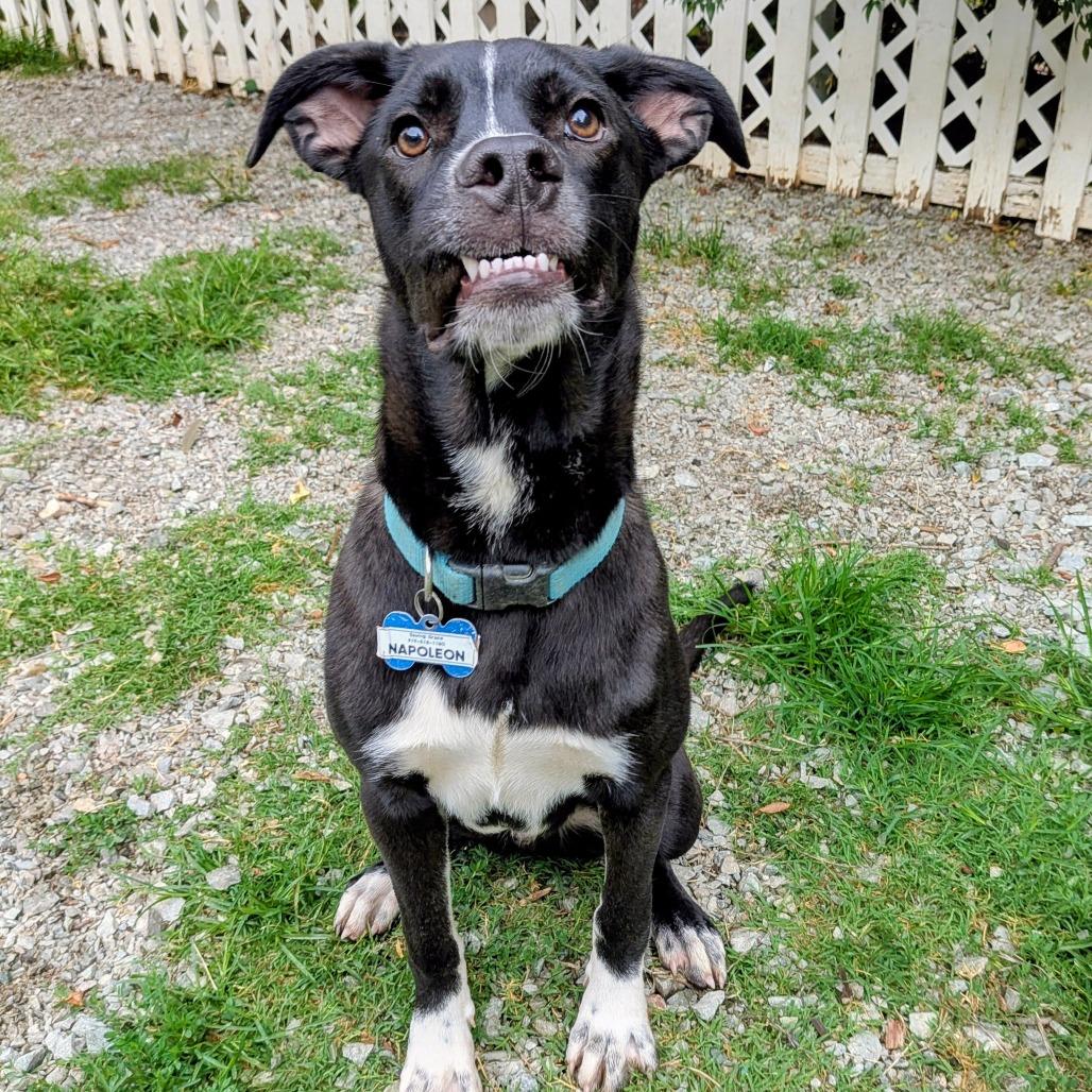 Enlarge Napoleon, a Adoptable Black Labrador Retriever in Wake Forest, NC image 1/6