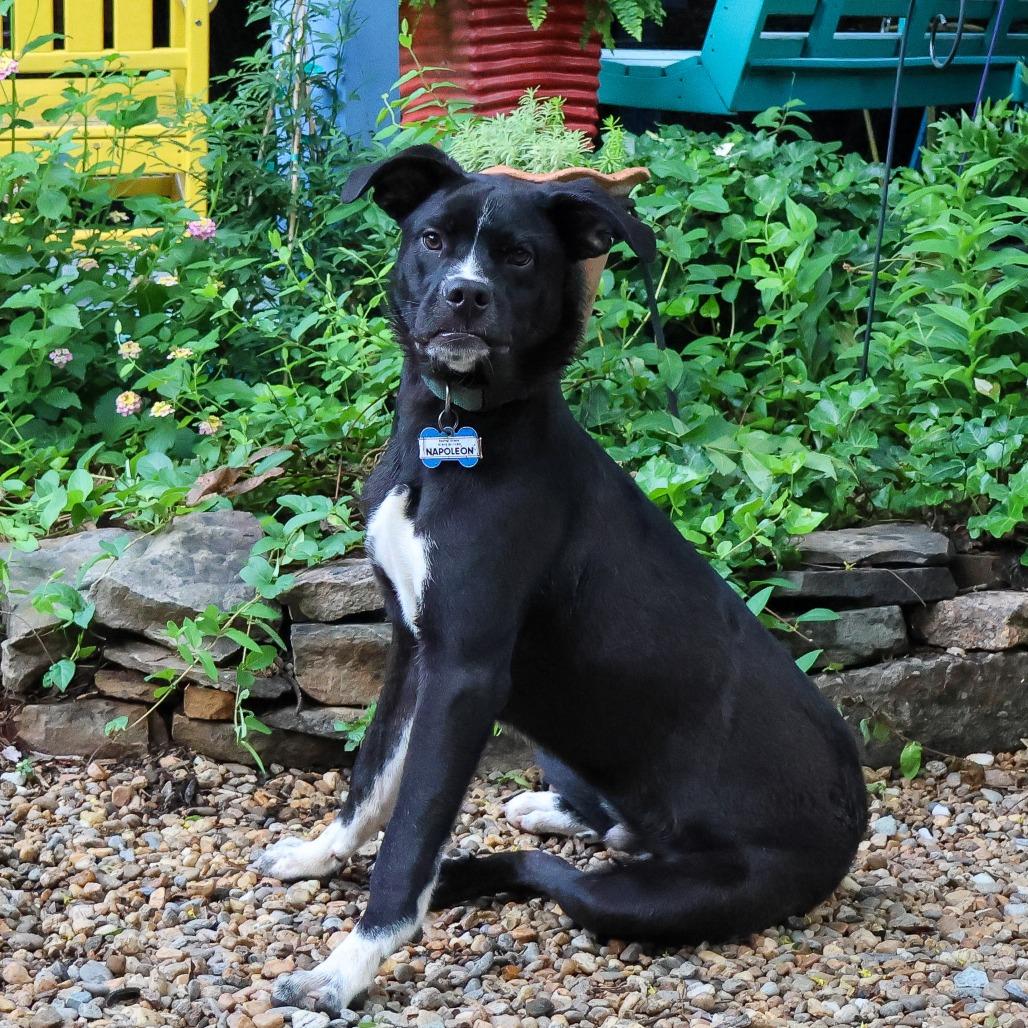 Enlarge Napoleon, a Adoptable Black Labrador Retriever in Wake Forest, NC image 2/6