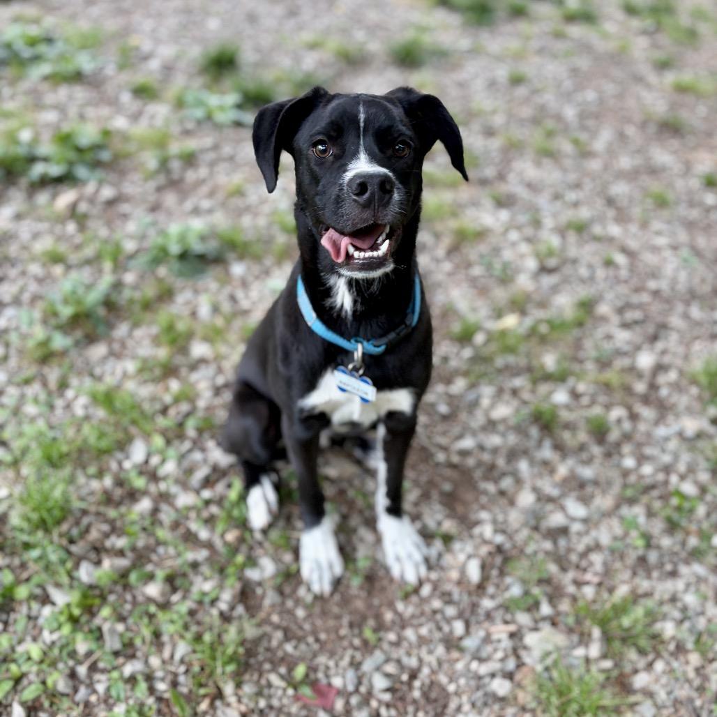 Enlarge Napoleon, a Adoptable Black Labrador Retriever in Wake Forest, NC image 3/6