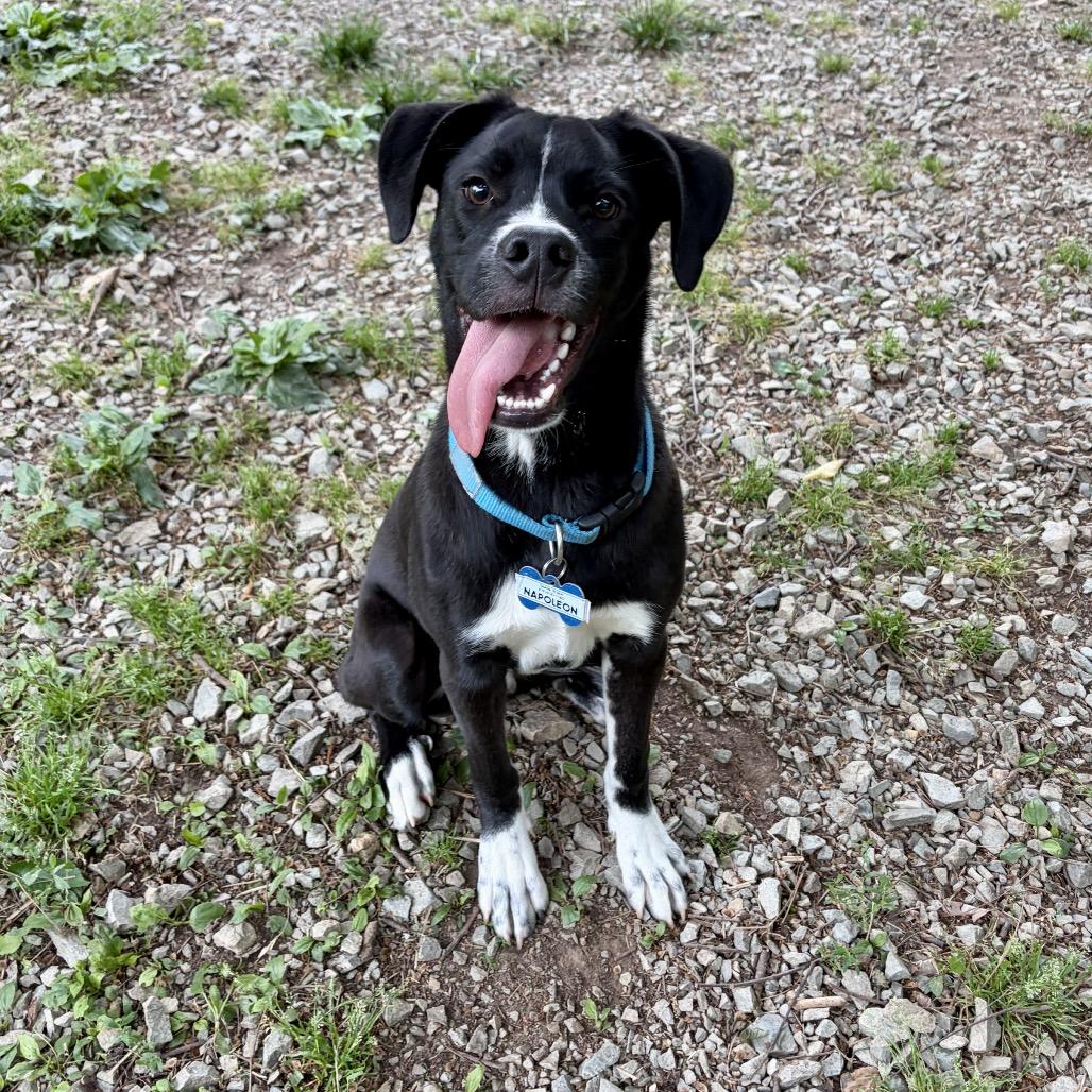 Enlarge Napoleon, a Adoptable Black Labrador Retriever in Wake Forest, NC image 4/6
