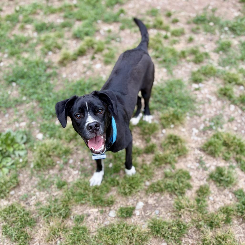 Enlarge Napoleon, a Adoptable Black Labrador Retriever in Wake Forest, NC image 5/6