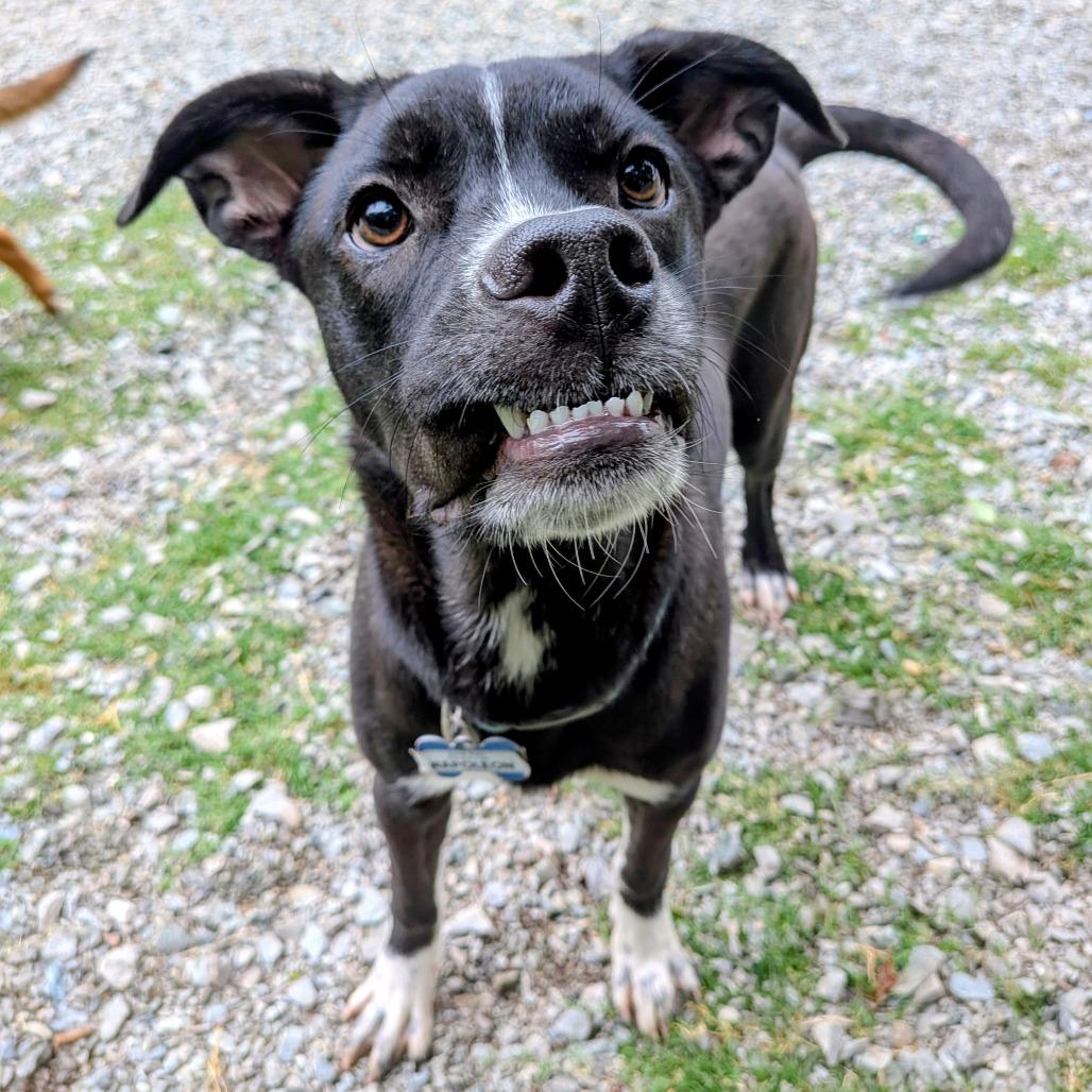 Enlarge Napoleon, a Adoptable Black Labrador Retriever in Wake Forest, NC image 6/6