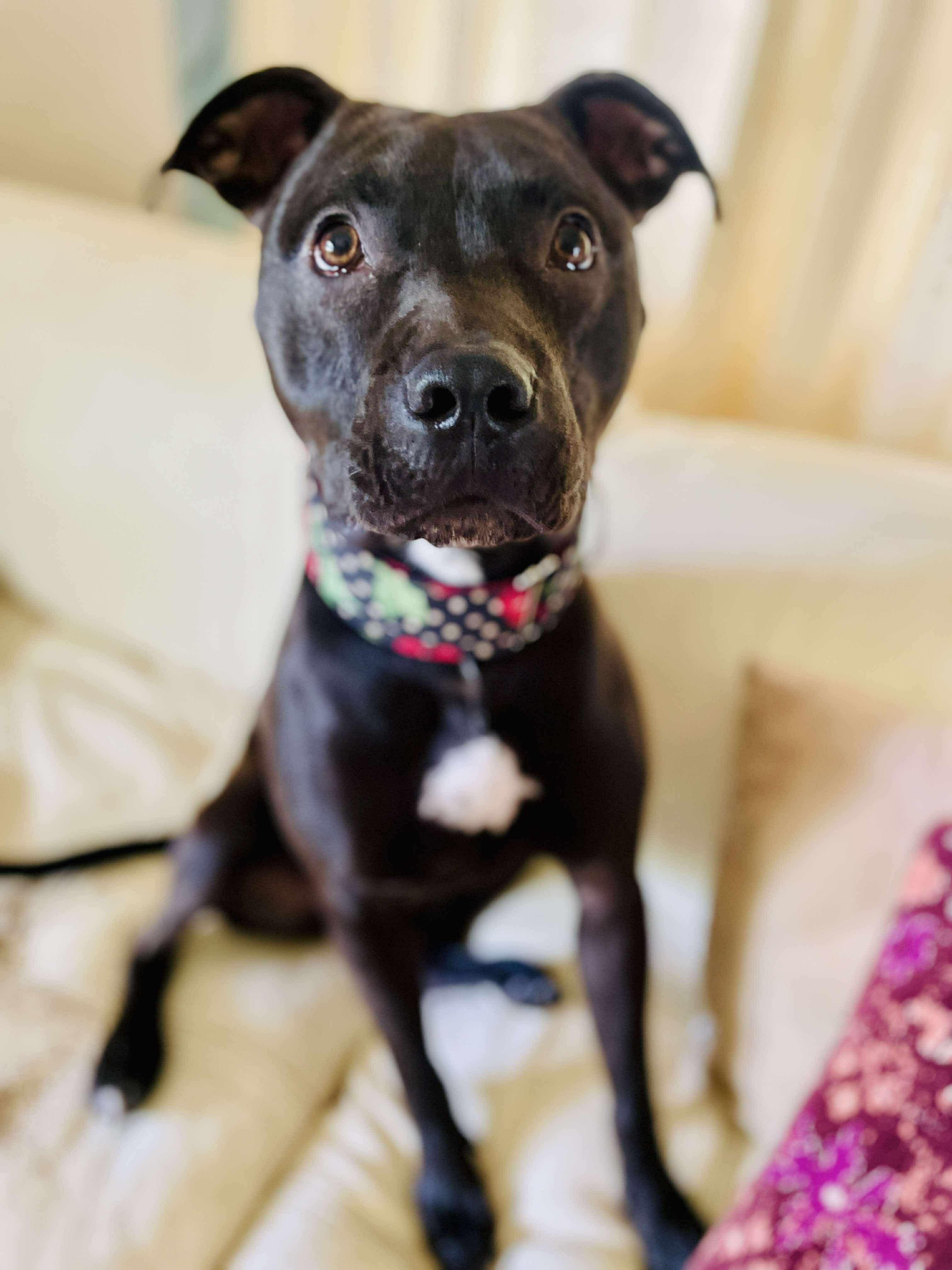 Enlarge Flyball, a Adopted Pit Bull Terrier in Kansas City, MO image 1/4