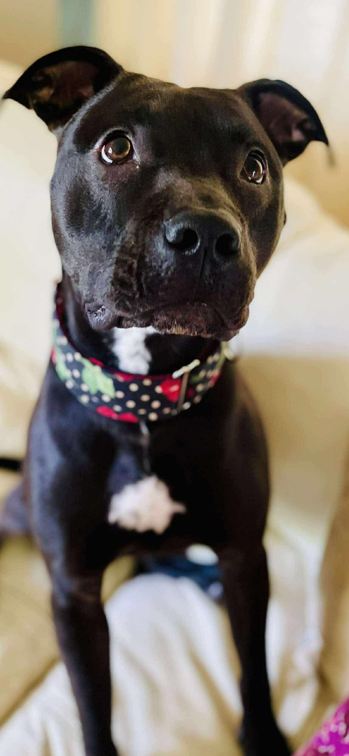 Enlarge Flyball, a Adopted Pit Bull Terrier in Kansas City, MO image 2/4