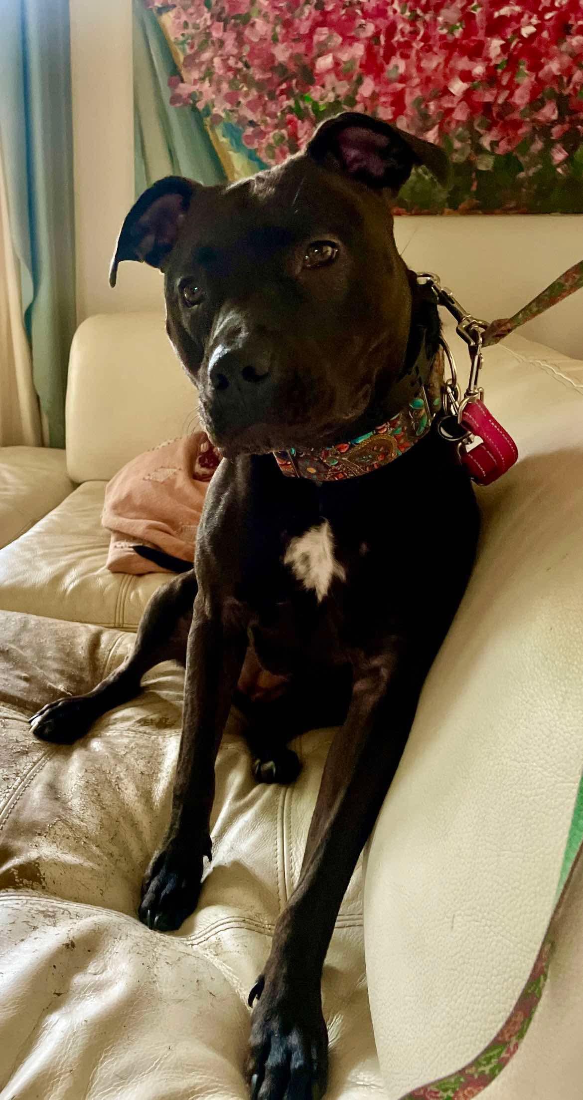 Enlarge Flyball, a Adopted Pit Bull Terrier in Kansas City, MO image 4/4