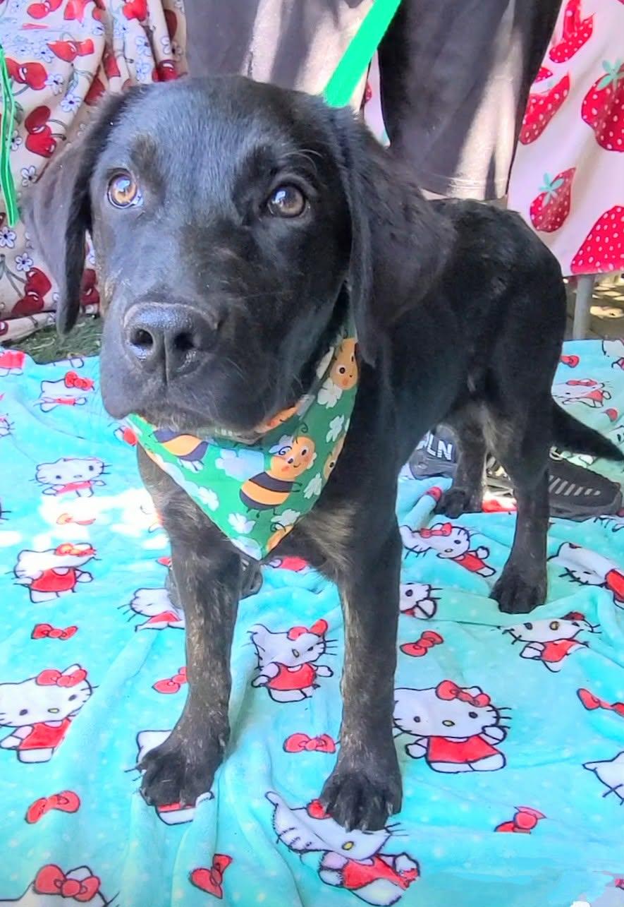 Enlarge Bunnie, a ADOPTABLE mixed breed in Woolwich, ME image 1/5