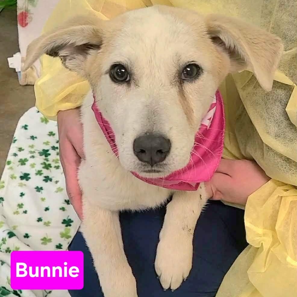 Enlarge Bunnie, a ADOPTABLE mixed breed in Woolwich, ME image 1/2