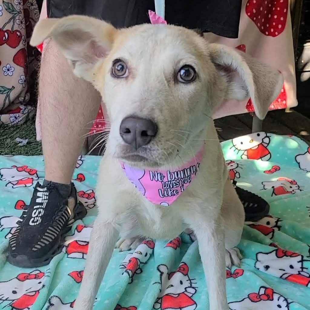 Enlarge Bunnie, a ADOPTABLE mixed breed in Woolwich, ME image 2/5