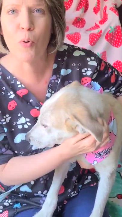 Enlarge Bunnie, a ADOPTABLE mixed breed in Woolwich, ME video 5/5