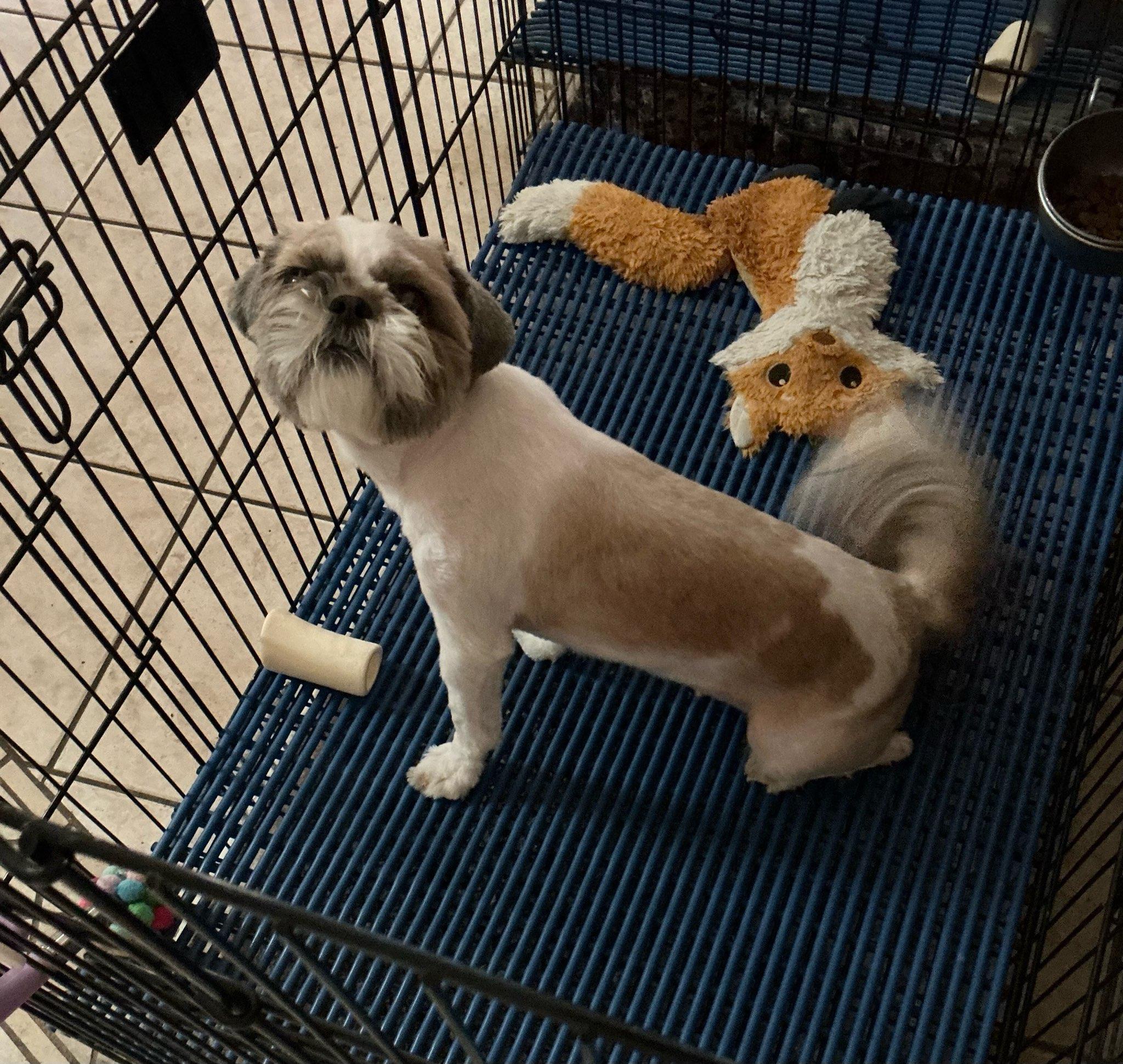 Ripley and Tiyani, a Adoptable Shih Tzu in Tucson, AZ image 1/3