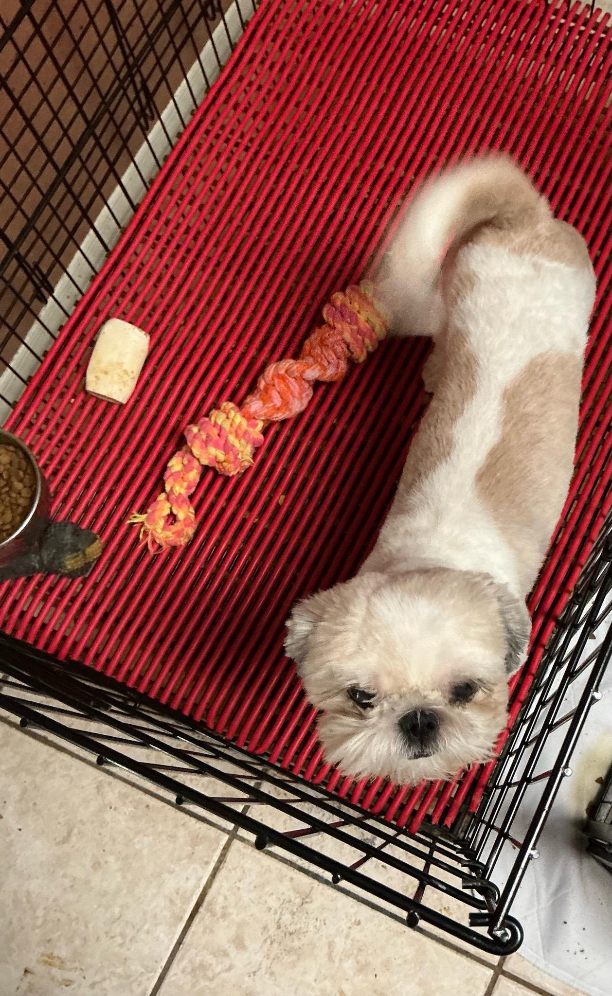 Ripley and Tiyani, a Adoptable Shih Tzu in Tucson, AZ image 3/3