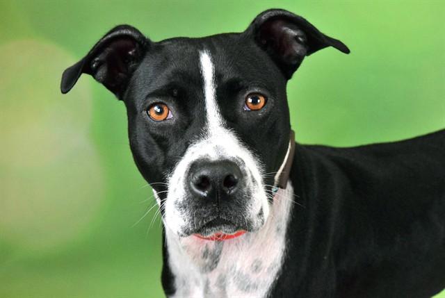 CARMEN, Adoptable, Young Female American Staffordshire Terrier & Mixed Breed.