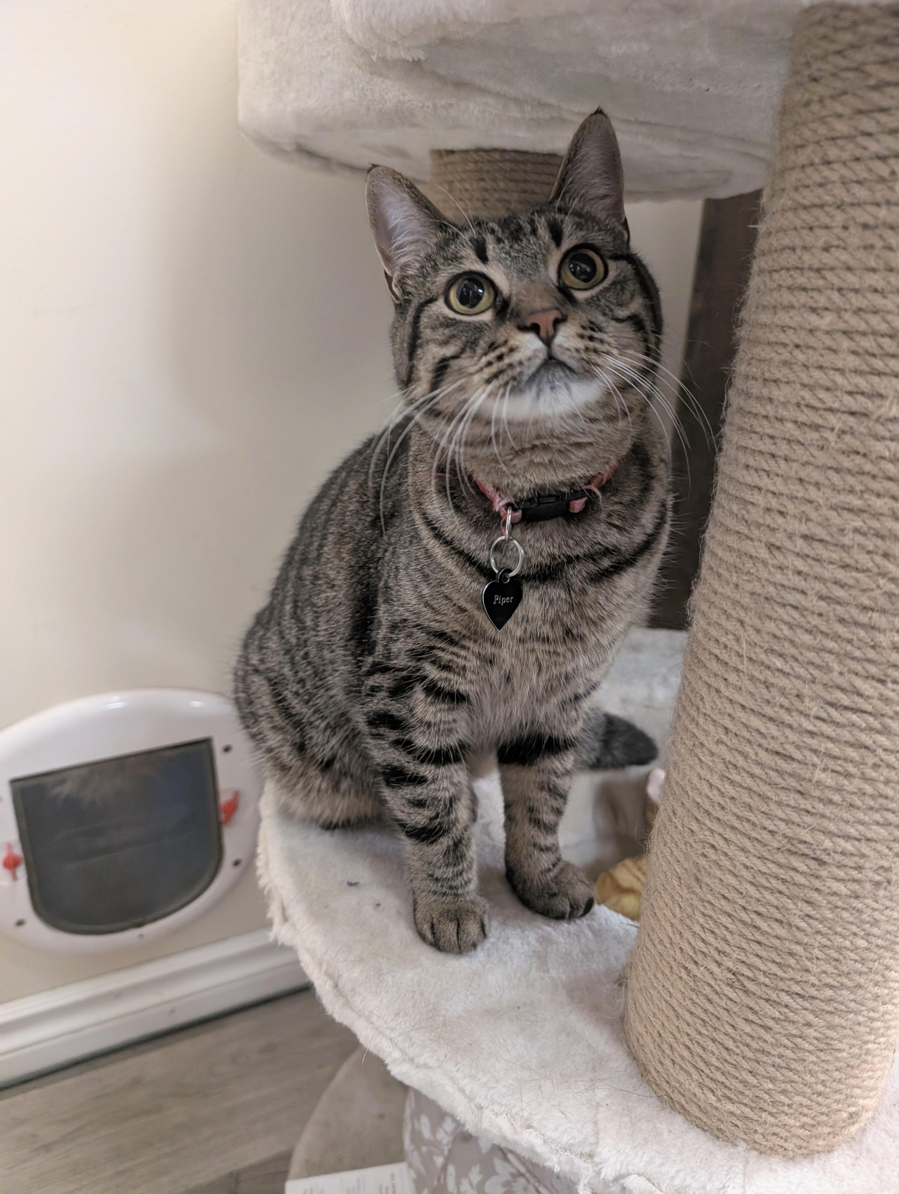 Enlarge Piper, a Adopted Domestic Short Hair in Steinbach, MB image 2/3