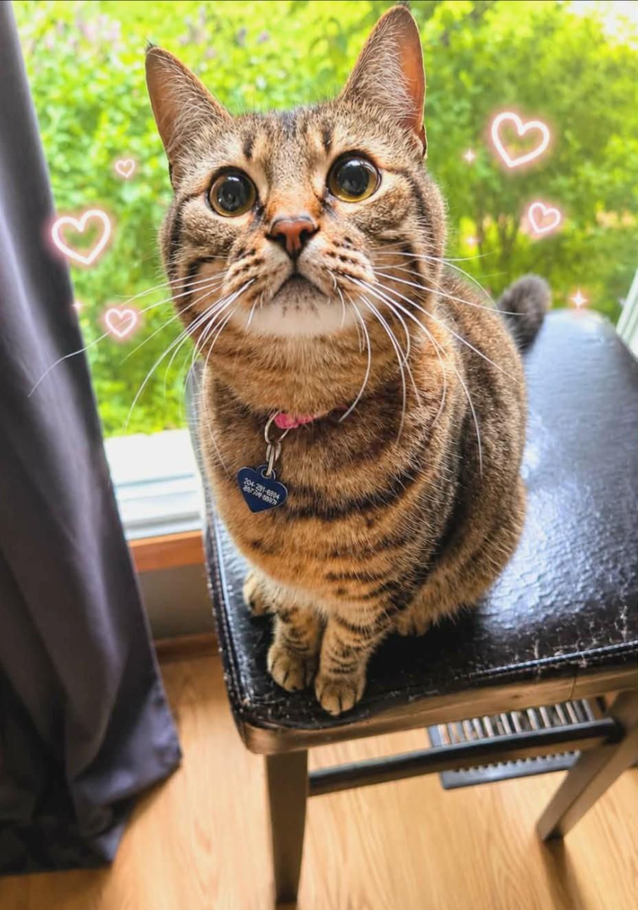 Piper, Adopted, Young Female Domestic Short Hair.