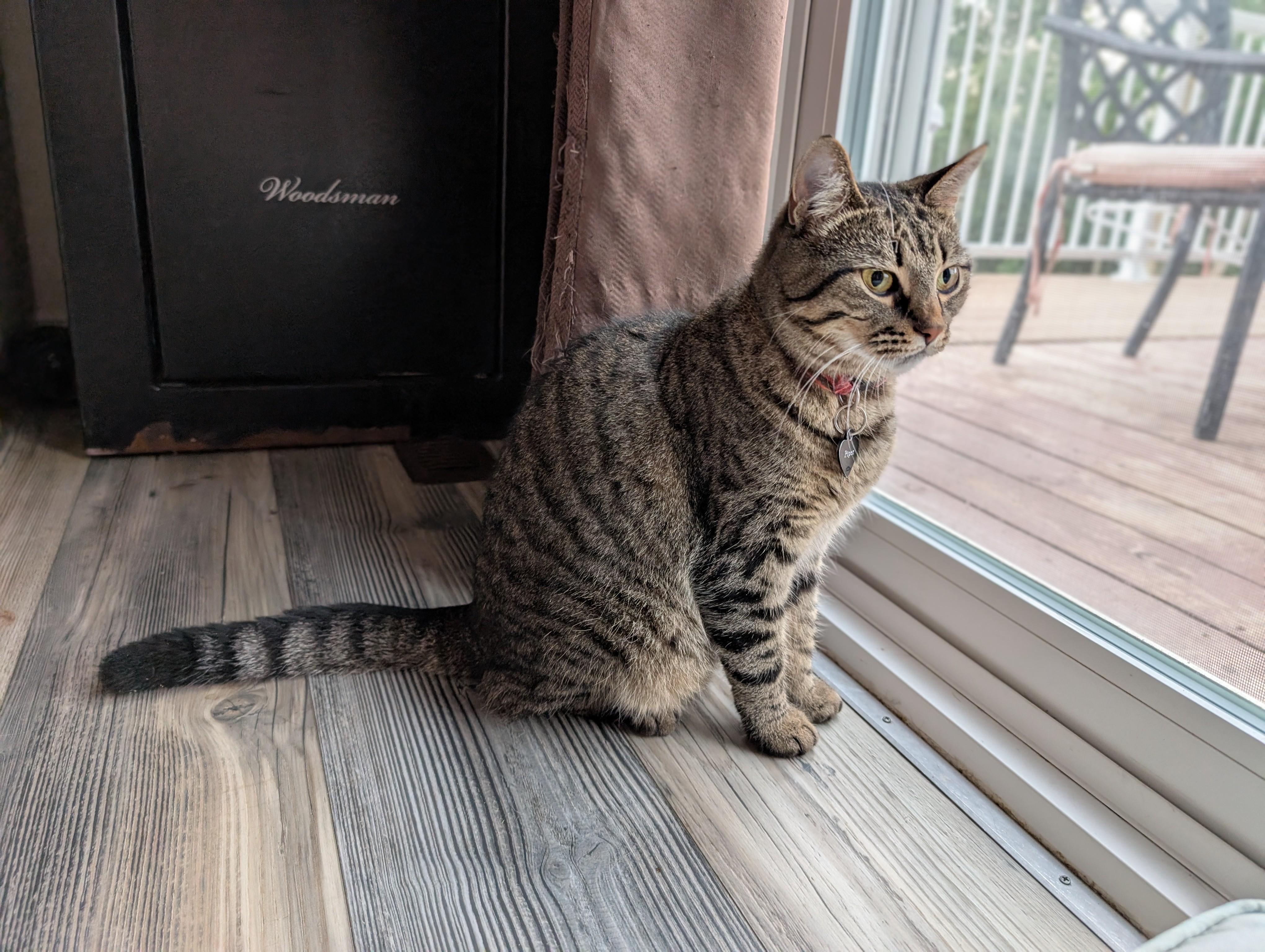 Enlarge Piper, a Adopted Domestic Short Hair in Steinbach, MB image 3/3
