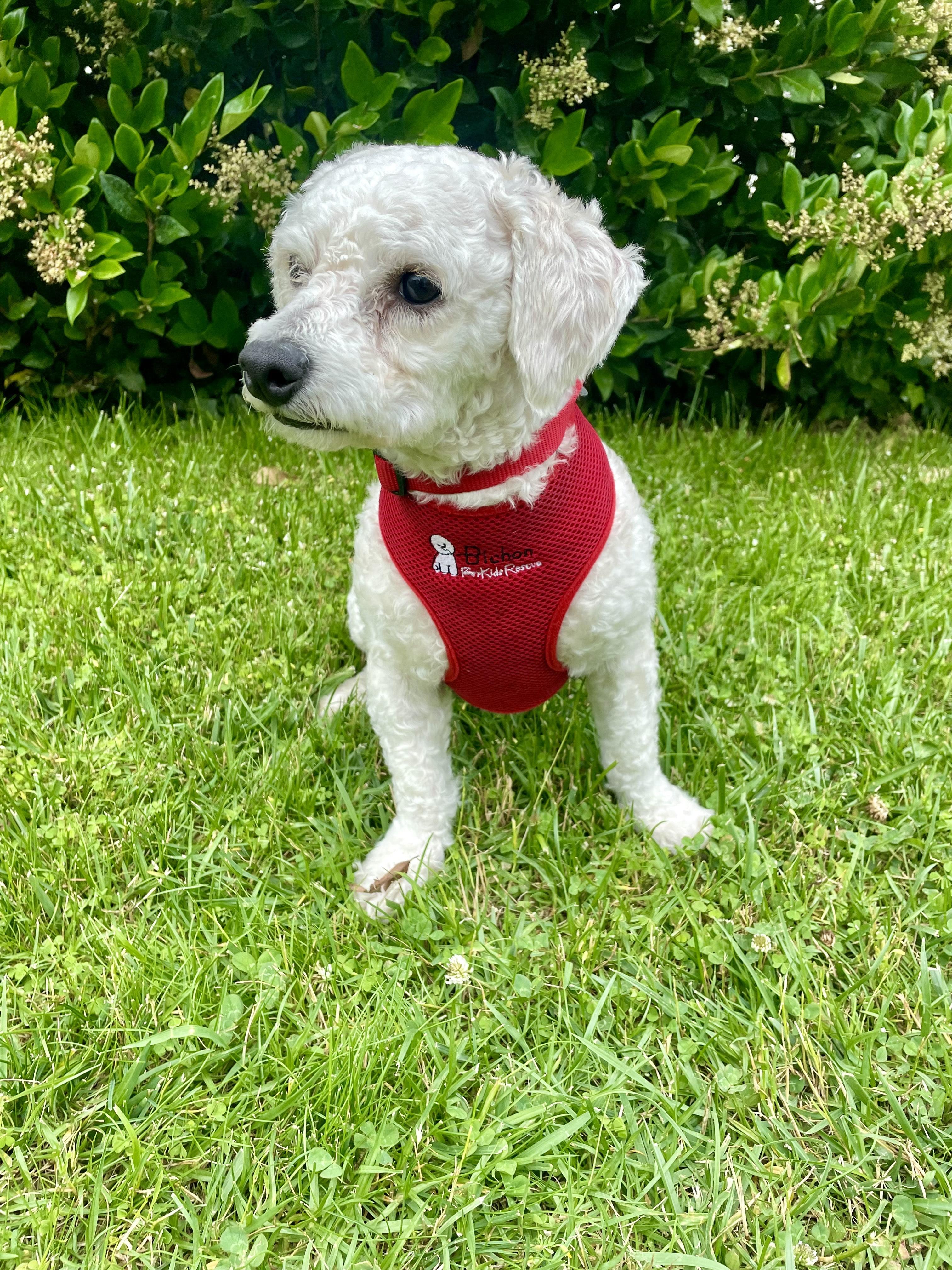 Enlarge Richie the Rascal, a Adopted Bichon Frise in Carlsbad, CA image 2/3