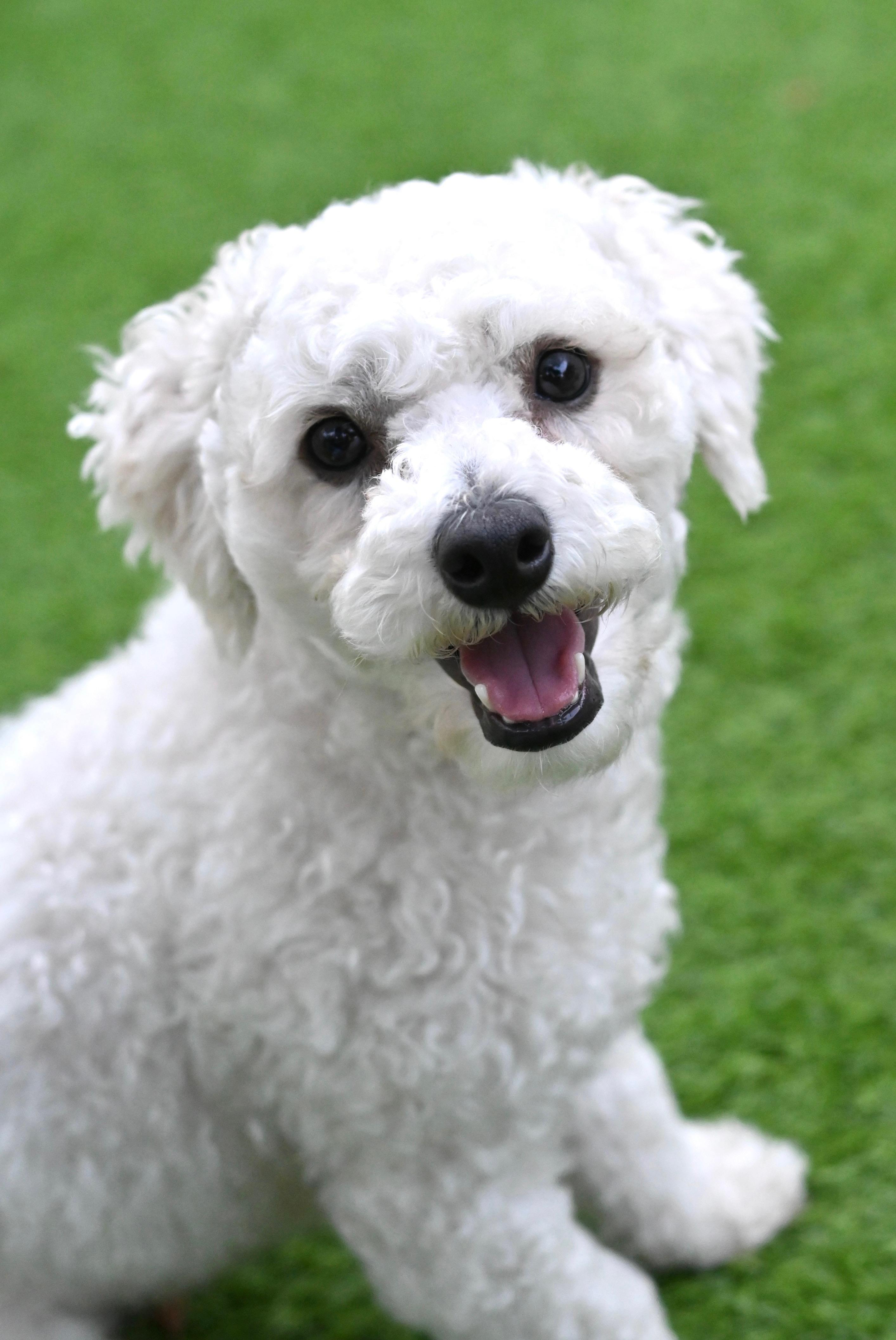 Enlarge Richie the Rascal, a Adopted Bichon Frise in Carlsbad, CA image 1/3