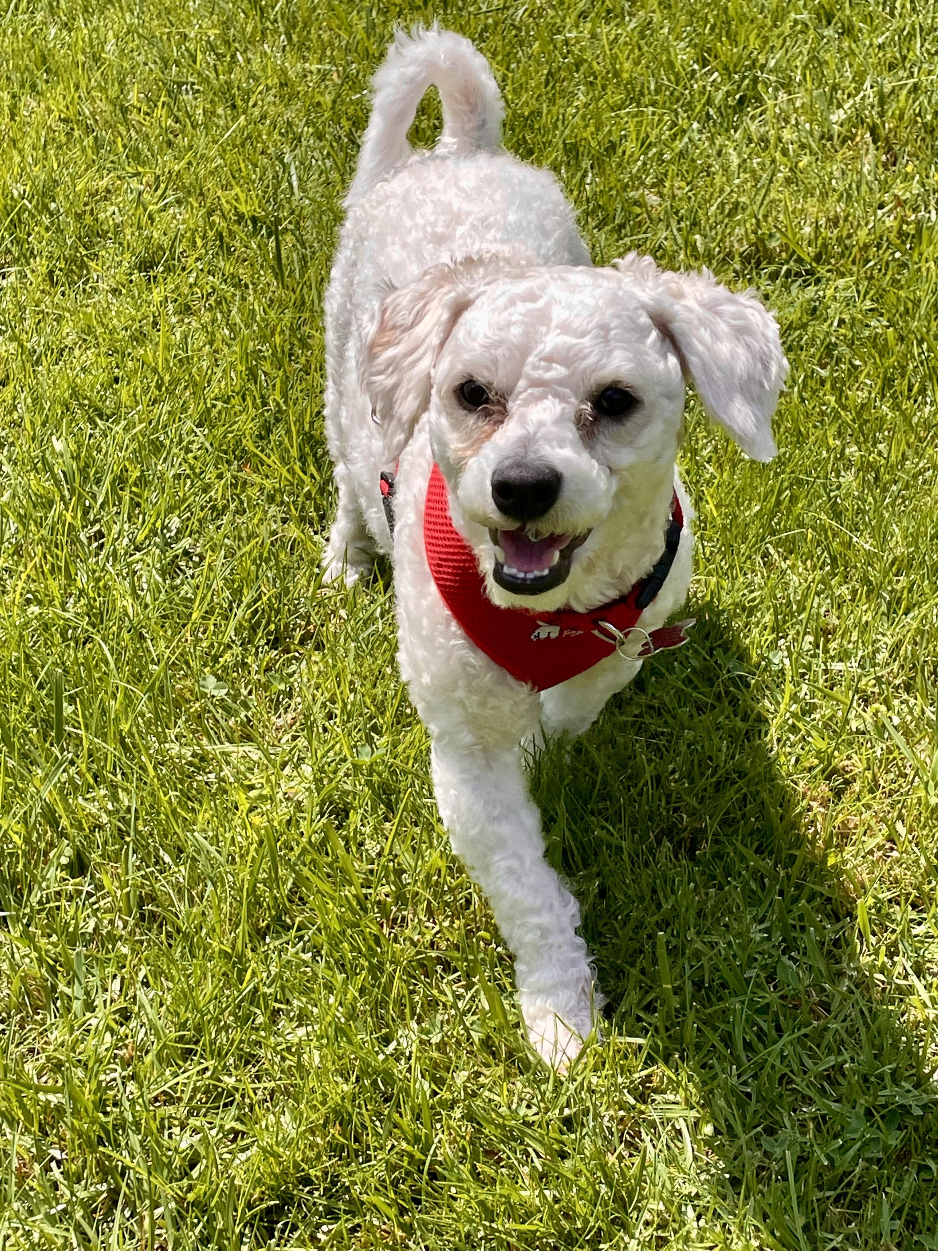 Enlarge Richie the Rascal, a Adopted Bichon Frise in Carlsbad, CA image 3/3