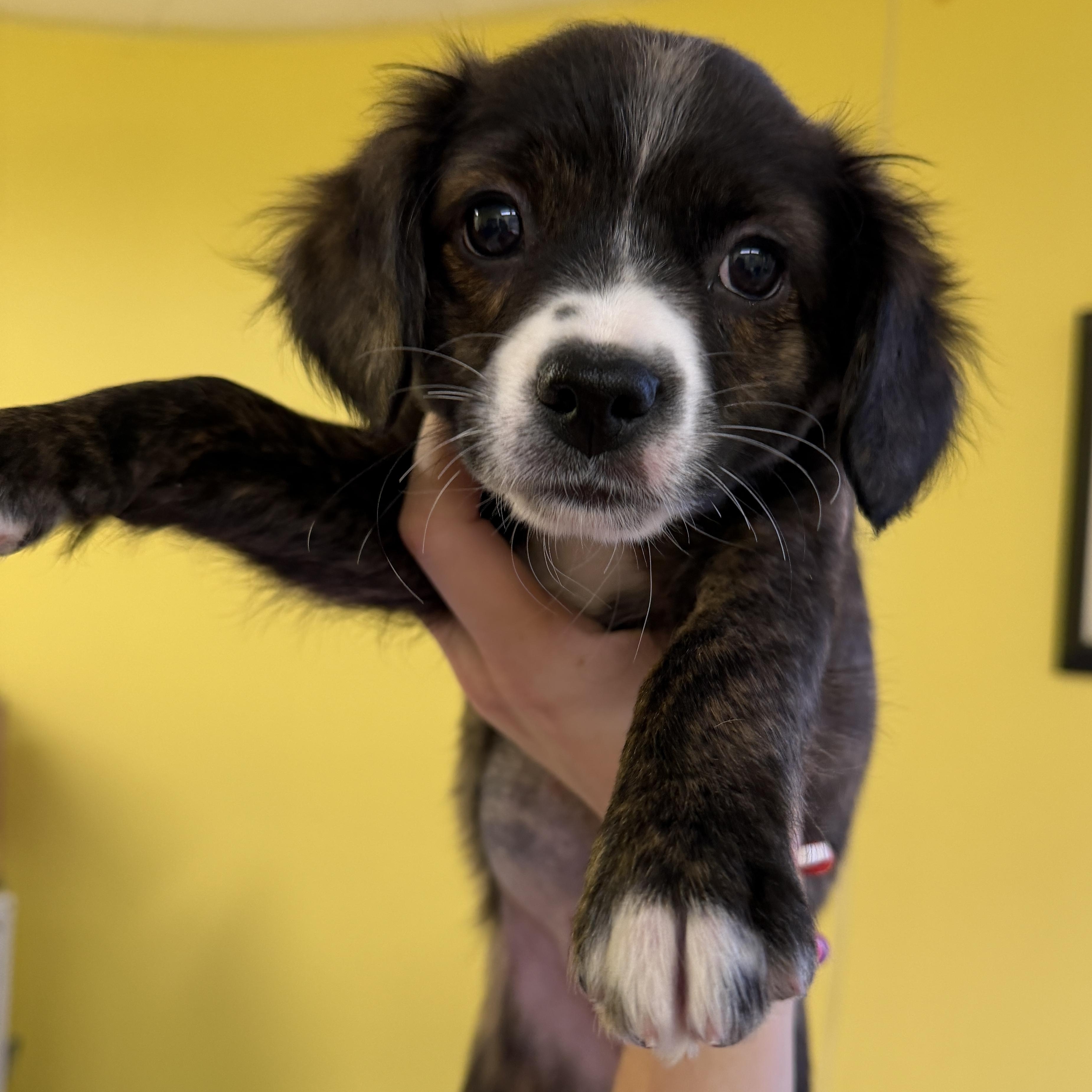 Enlarge Poppy 4671, an adopted mixed breed in Boca Raton, FL image 1/1