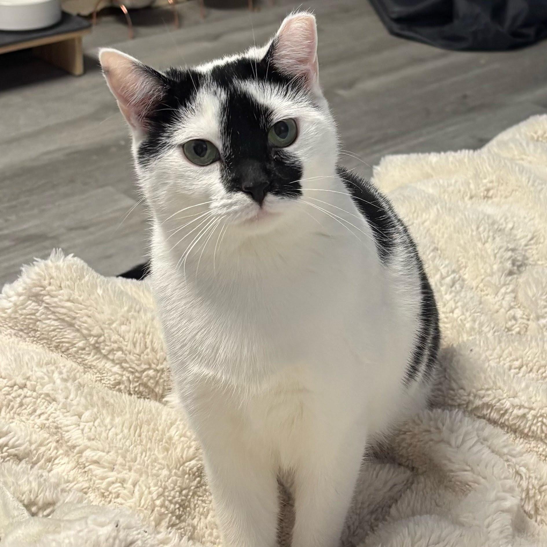 Enlarge Pearl, a Adoptable Domestic Short Hair in Brooklyn, NY image 1/4