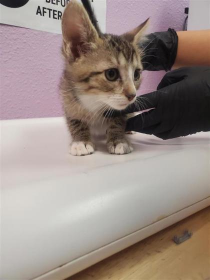 Enlarge Harry Potter, a Adoptable mixed breed in El Paso, TX image 1/1