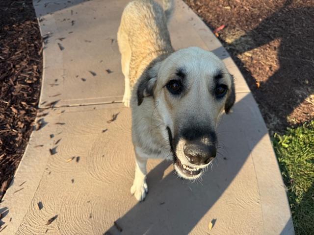 Shelby, Adoptable, Young Female Anatolian Shepherd.