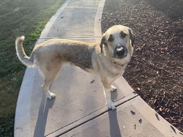 Shelby, a Adoptable mixed breed in Massillon, OH image 2/2