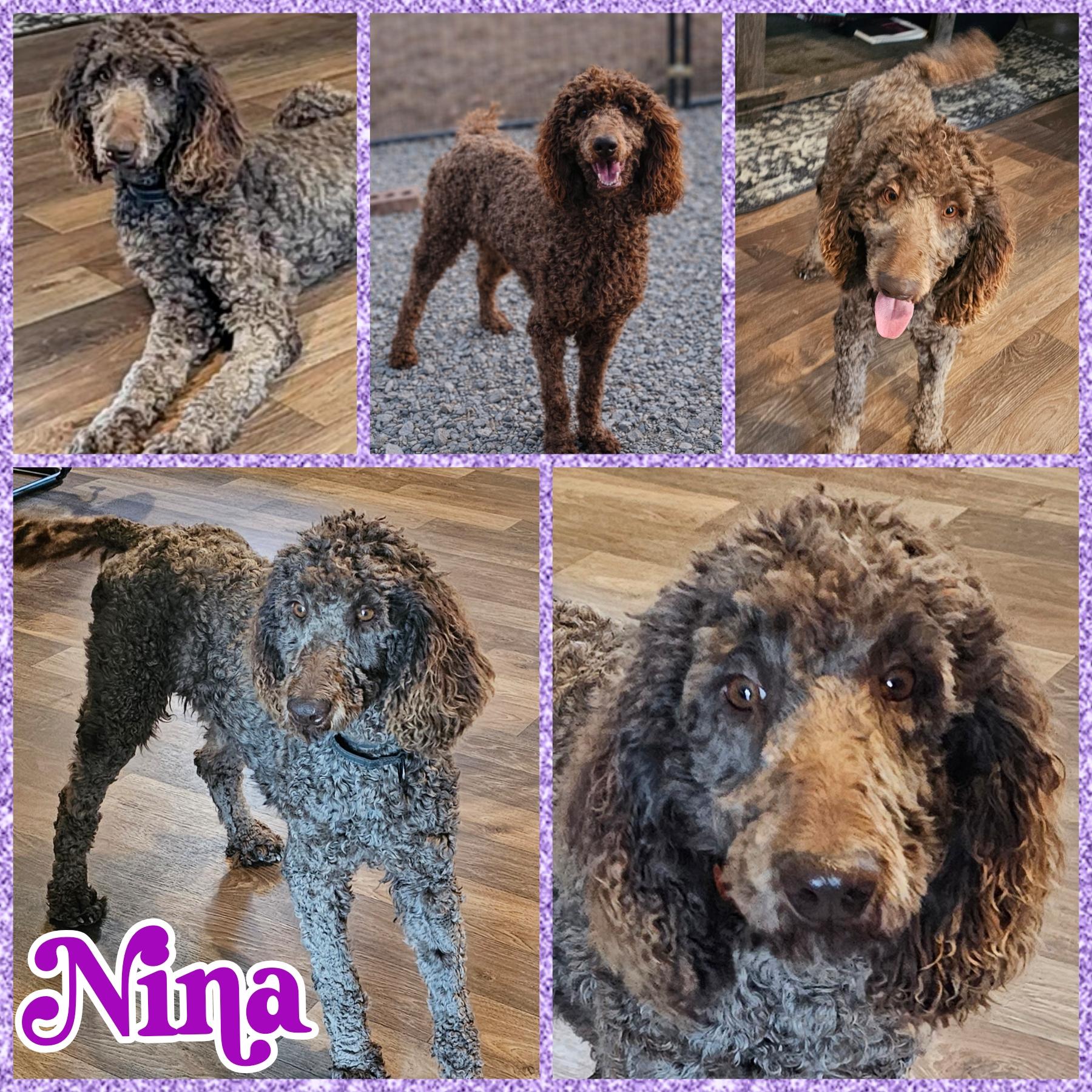 Nina, Adoptable, Adult Female Standard Poodle.