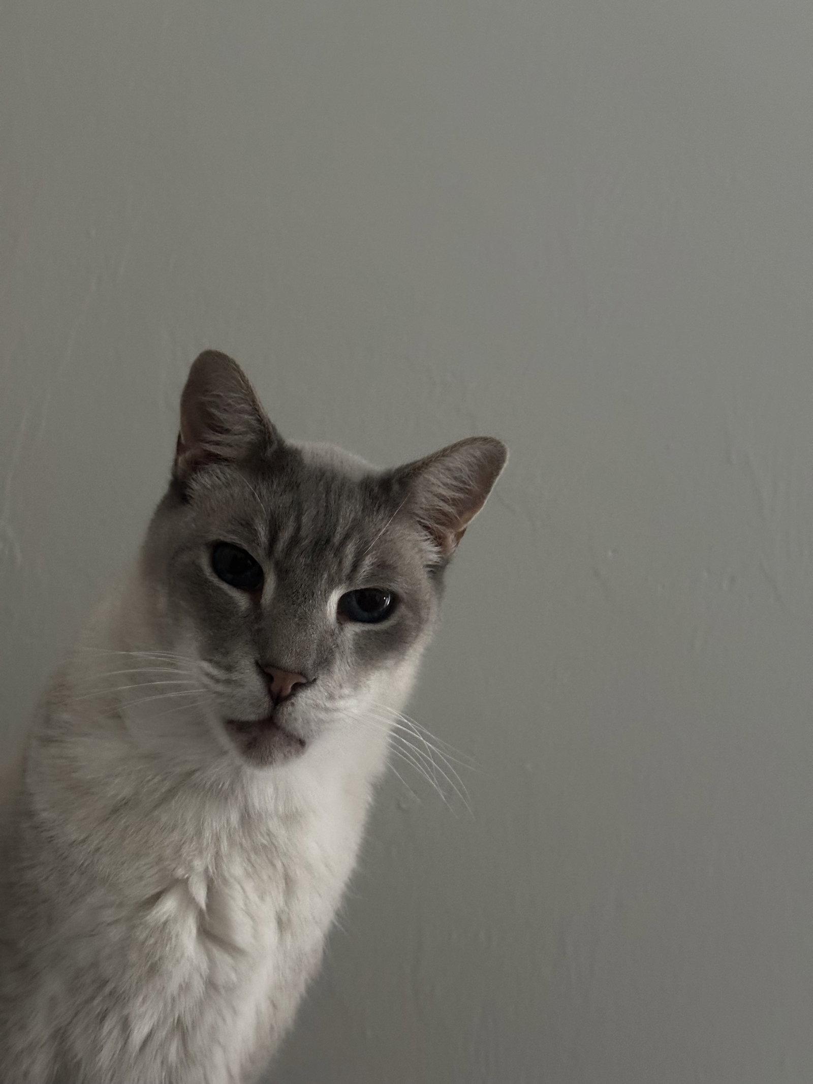 Enlarge Yolo, a Adopted British Shorthair in Naples, FL image 1/1