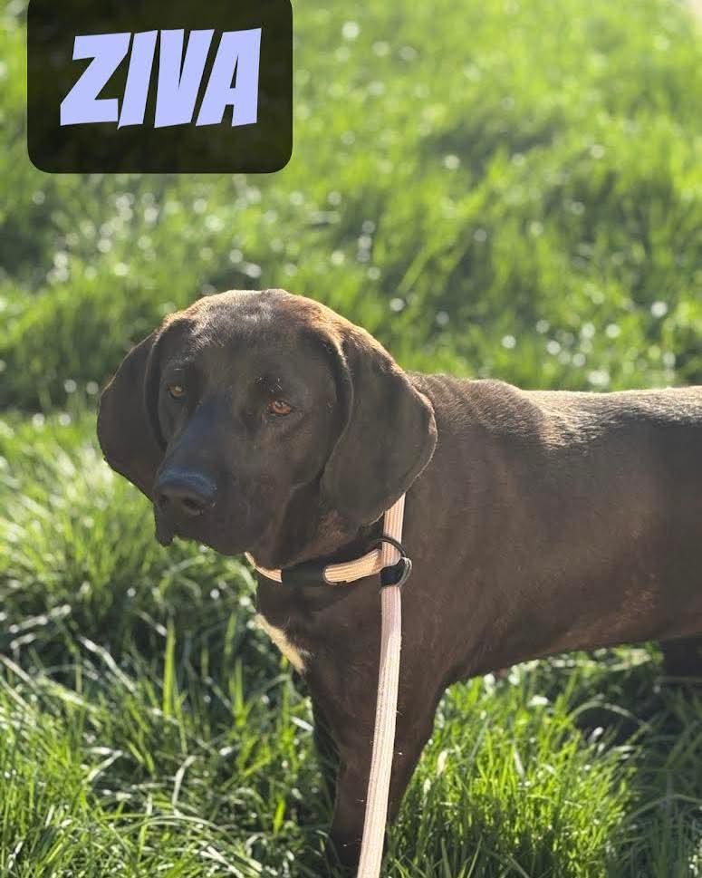 Enlarge Ziva, a ADOPTABLE mixed breed in Washington , PA image 1/1