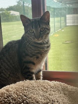 Maude, Adoptable, Kitten Female Domestic Short Hair & Domestic Short Hair.