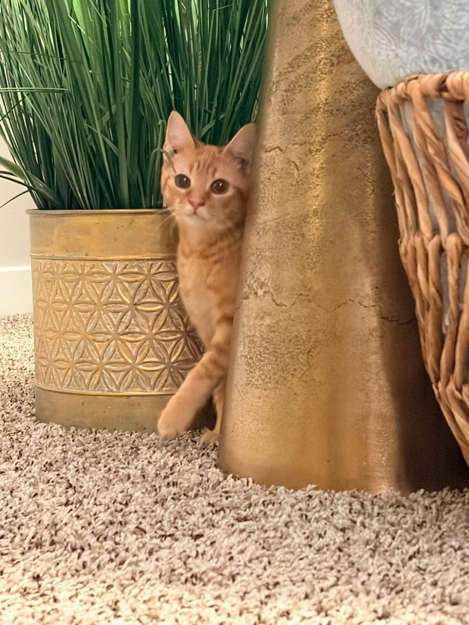 Enlarge Smidget (WG), an adopted Domestic Short Hair in Huddleston, VA image 2/3