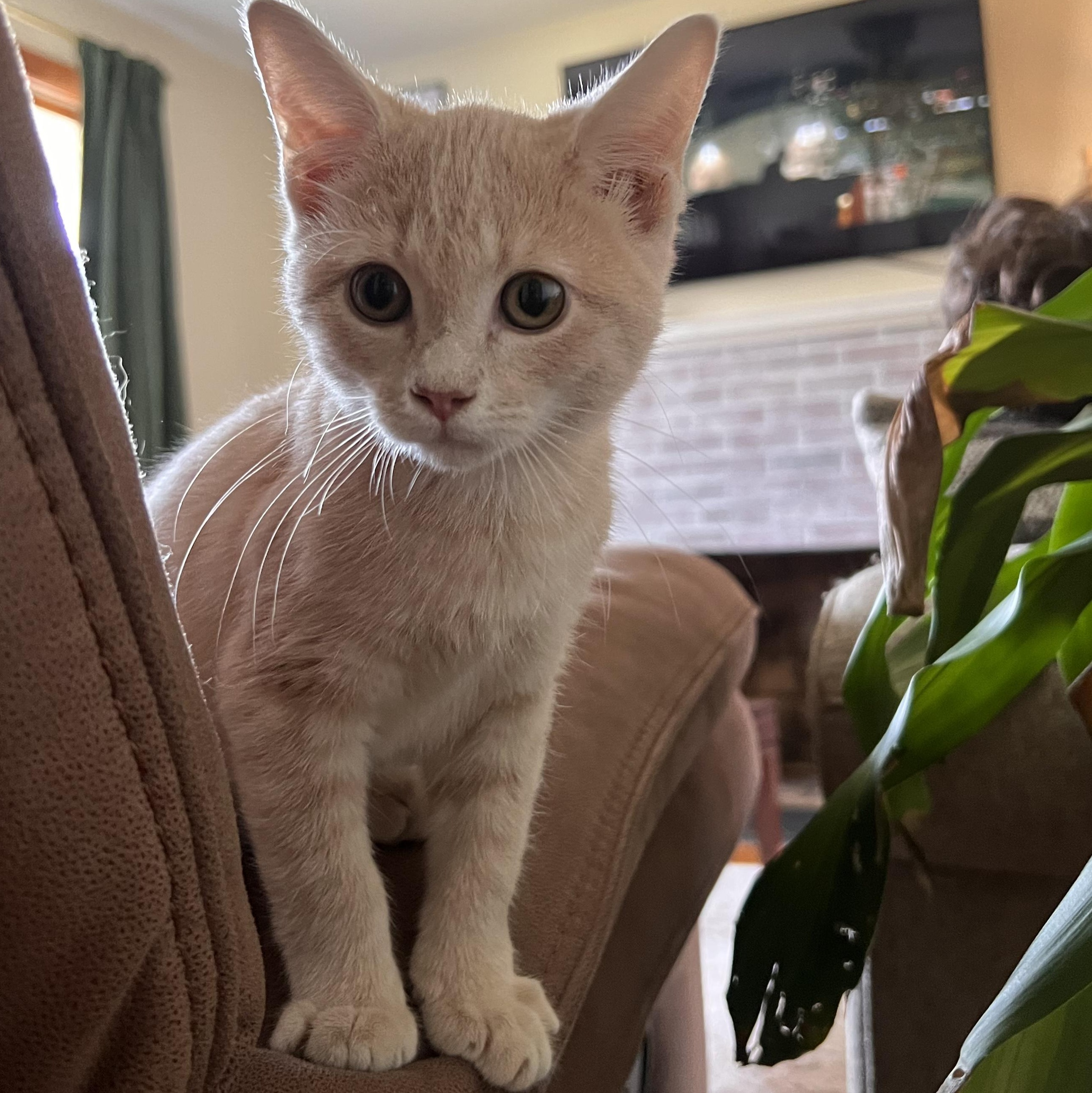 Enlarge Smidget (WG), an adopted Domestic Short Hair in Huddleston, VA image 3/3