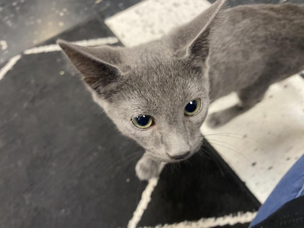 Gummy Bear, a Adoptable mixed breed in Clarksville, TN image 1/5
