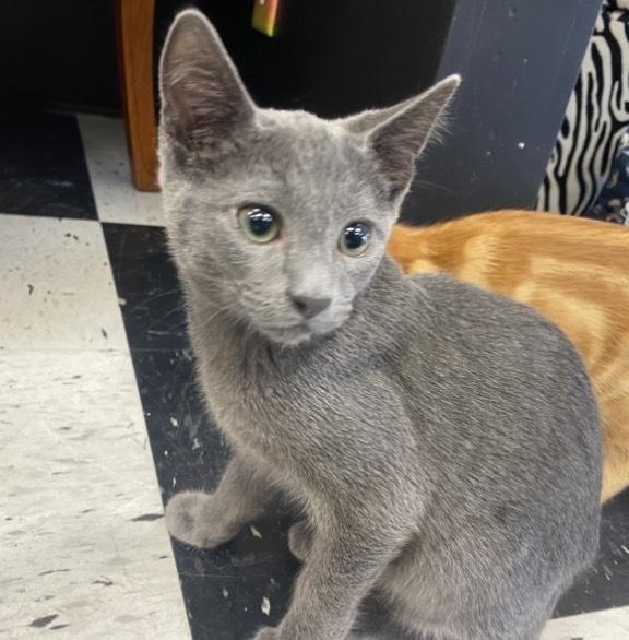 Gummy Bear, a Adoptable mixed breed in Clarksville, TN image 2/5