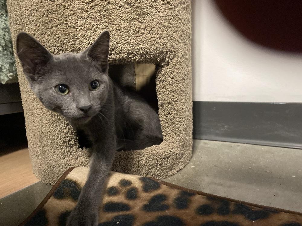 Gummy Bear, a Adoptable mixed breed in Clarksville, TN image 3/5