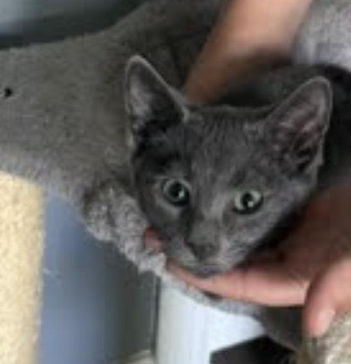 Gummy Bear, a Adoptable mixed breed in Clarksville, TN image 4/5
