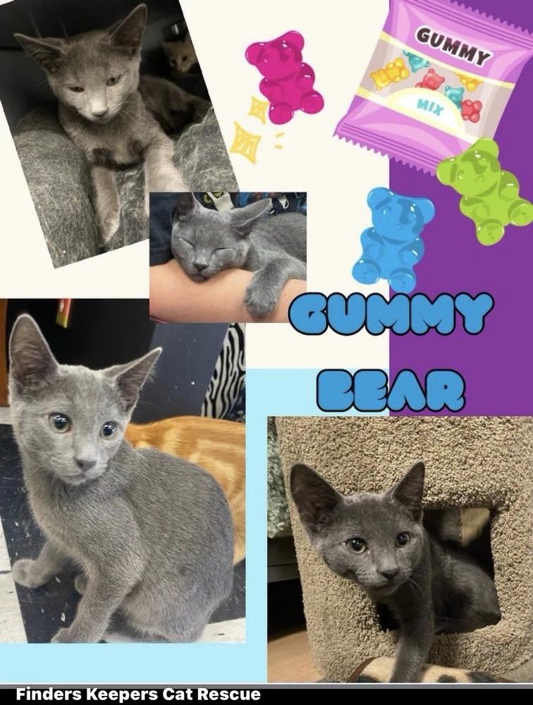 Gummy Bear, a Adoptable mixed breed in Clarksville, TN image 5/5
