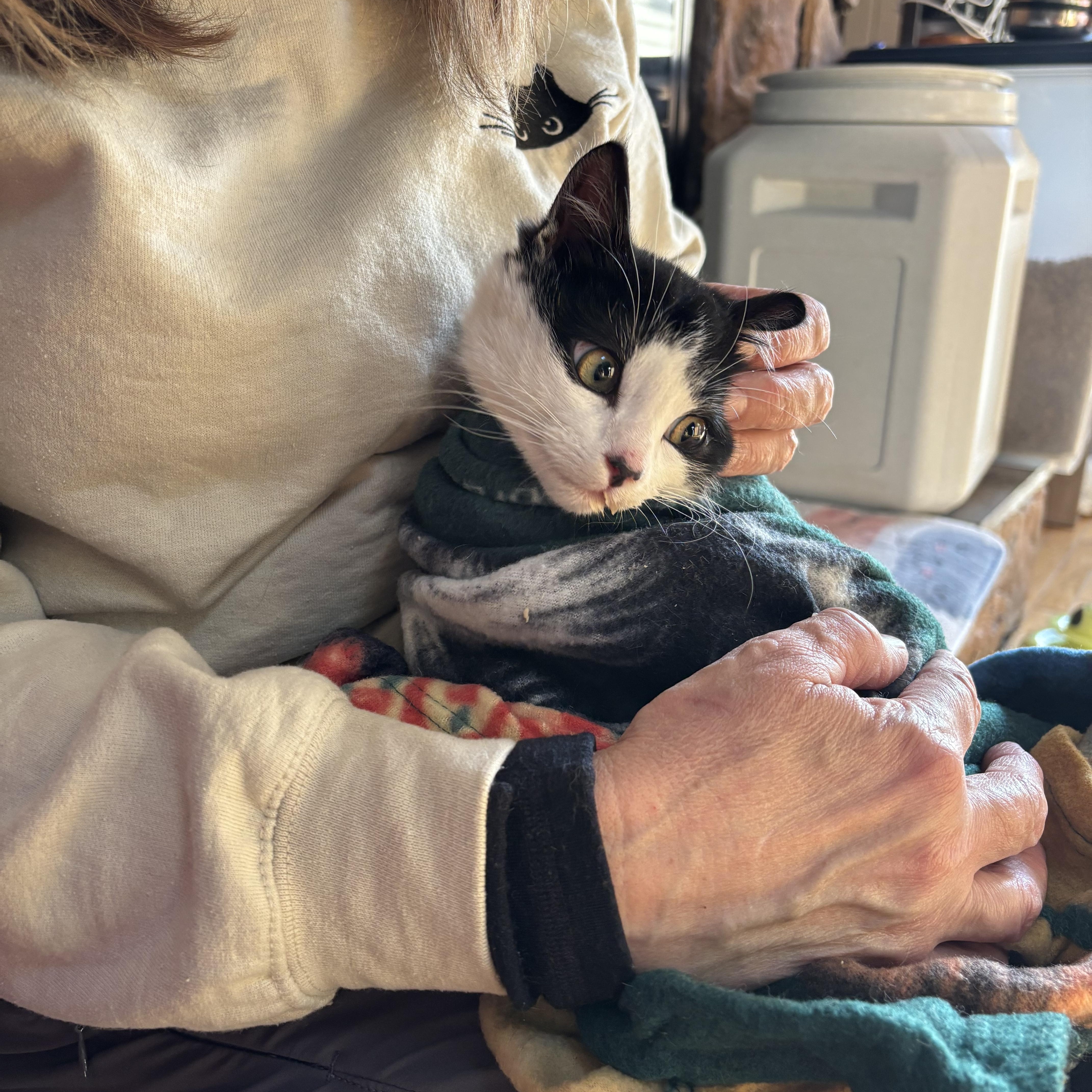 Enlarge Blizzard, a ADOPTABLE Domestic Short Hair in Crown Point, IN image 1/1