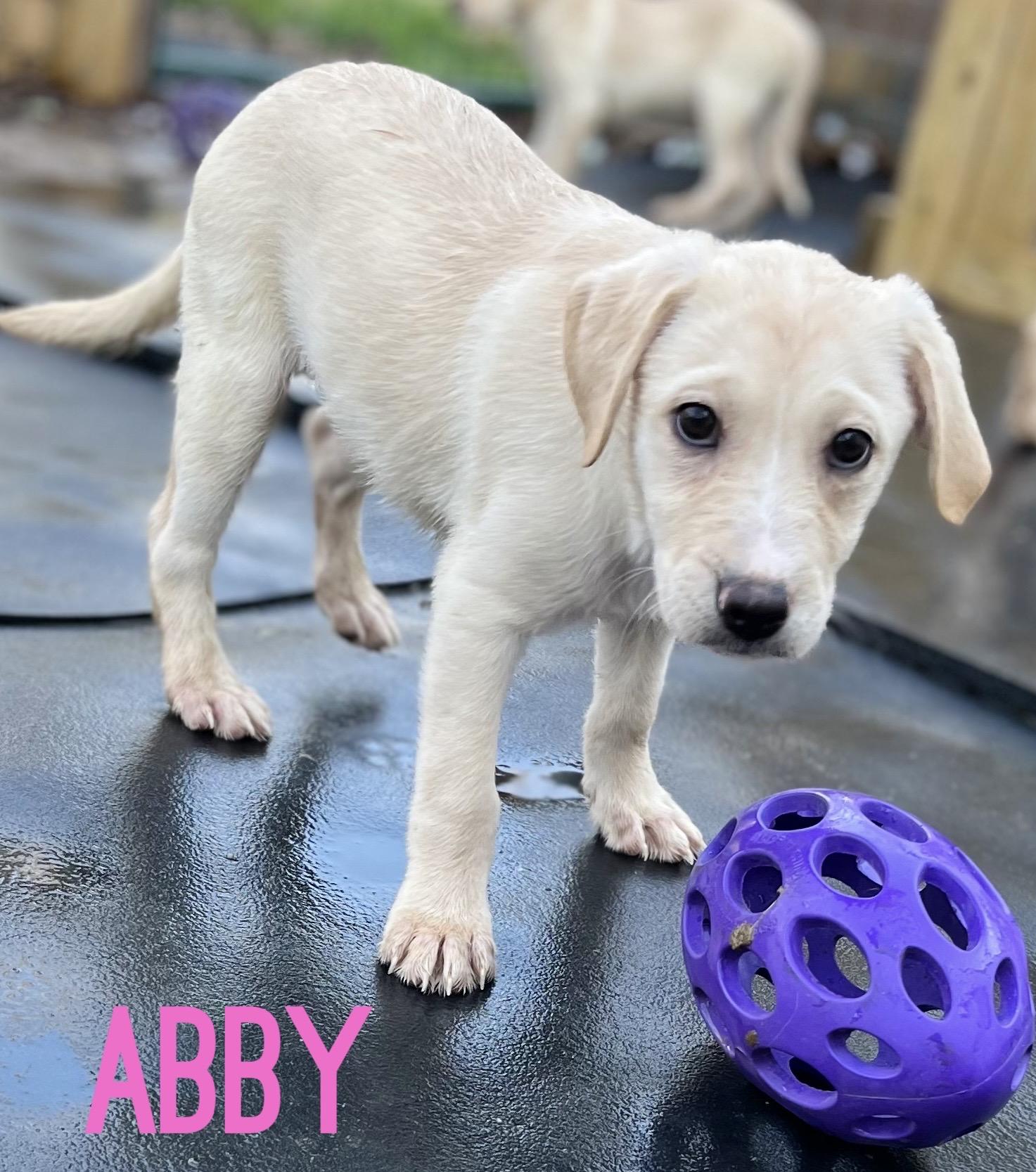 Enlarge Abby, a Adopted mixed breed in Somerville, TX image 1/1