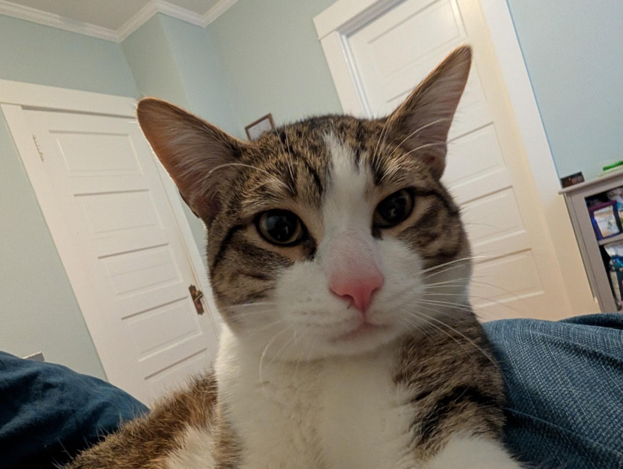 Enlarge Carter , a ADOPTABLE Domestic Short Hair in Barrington Hills, IL image 4/4