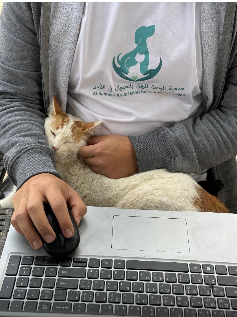 Nara, the Sweetest Cuddle Angel, a Adoptable Domestic Short Hair in Somerset, NJ image 4/4