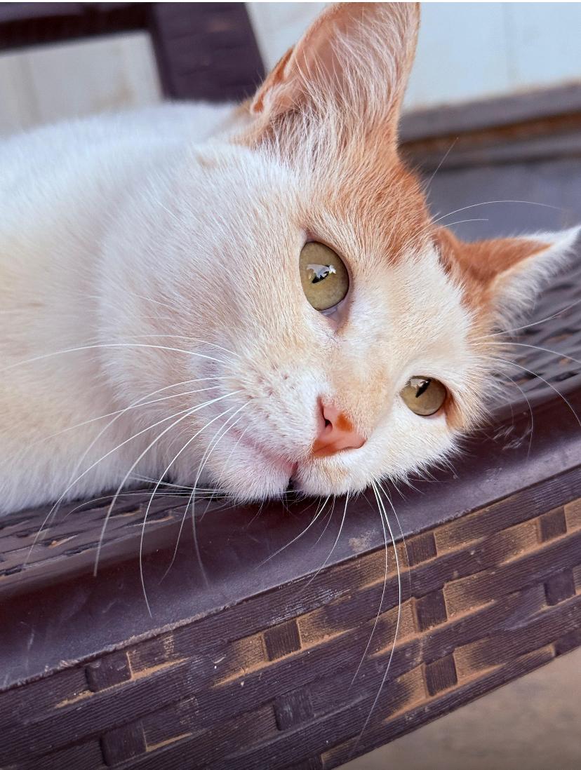 Nara, the Sweetest Cuddle Angel, a Adoptable Domestic Short Hair in Somerset, NJ image 3/4