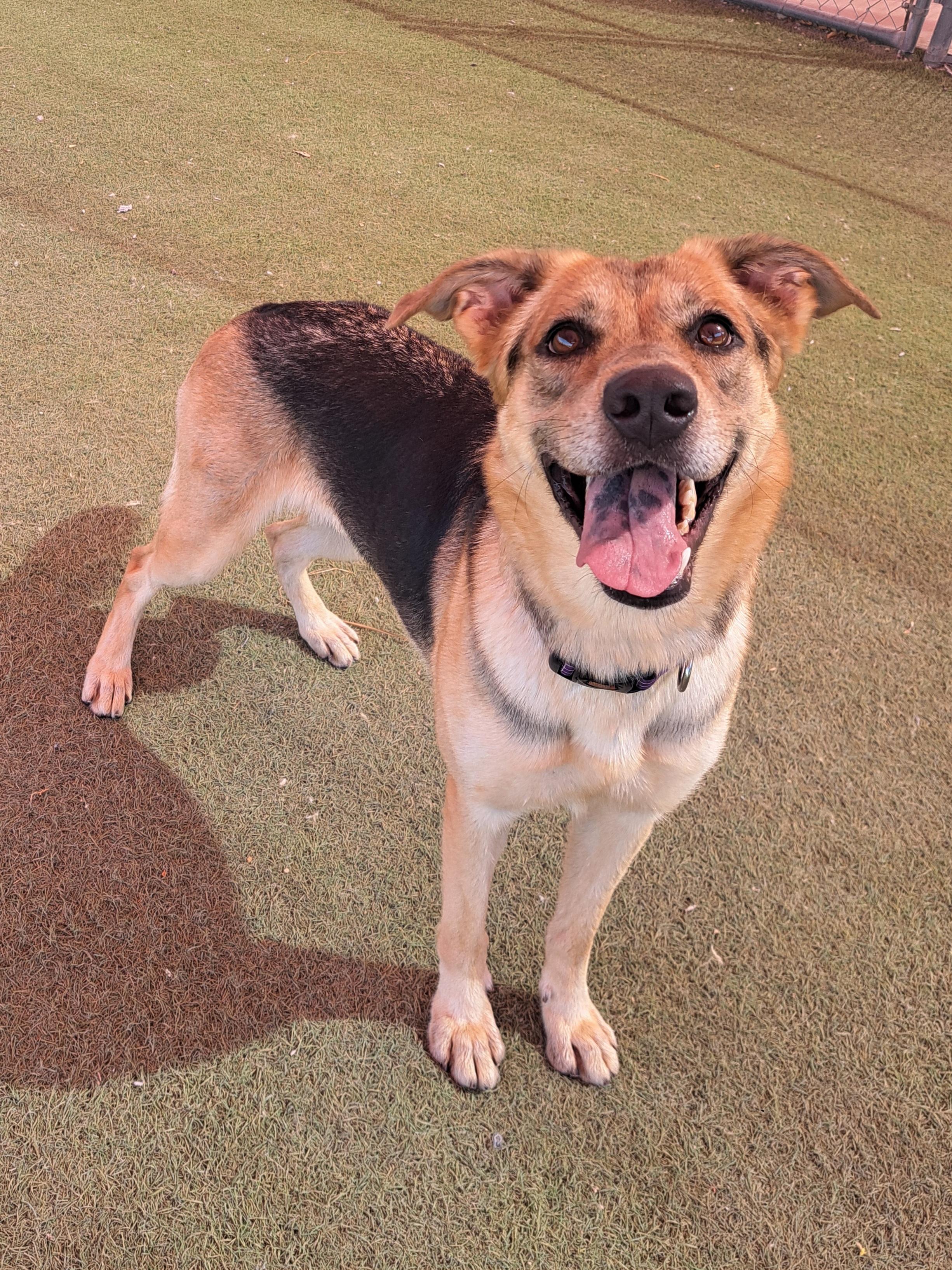 Mileena, Adoptable, Adult Female German Shepherd Dog.