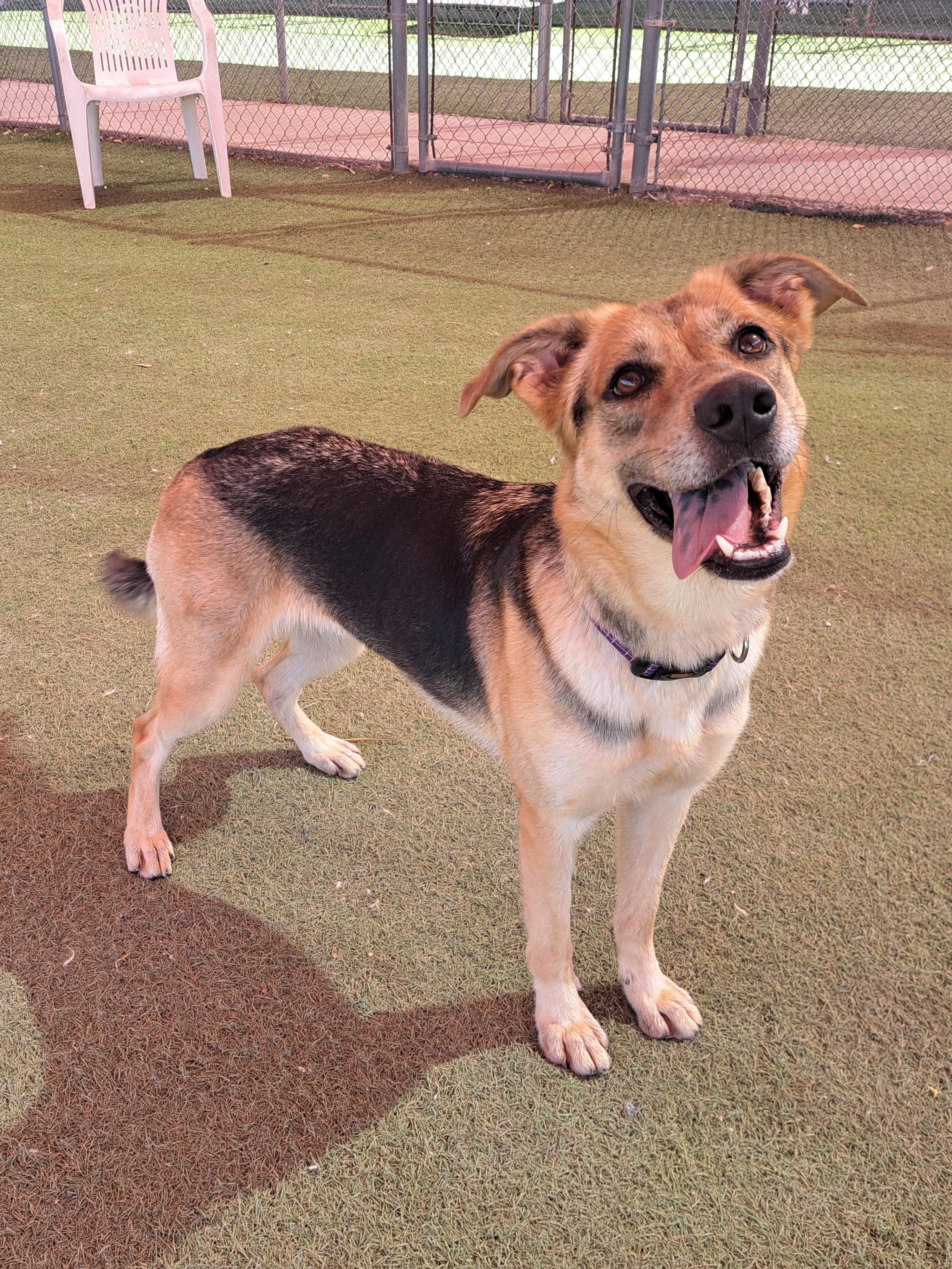Enlarge Mileena, a Adoptable mixed breed in Glendale, AZ image 2/4