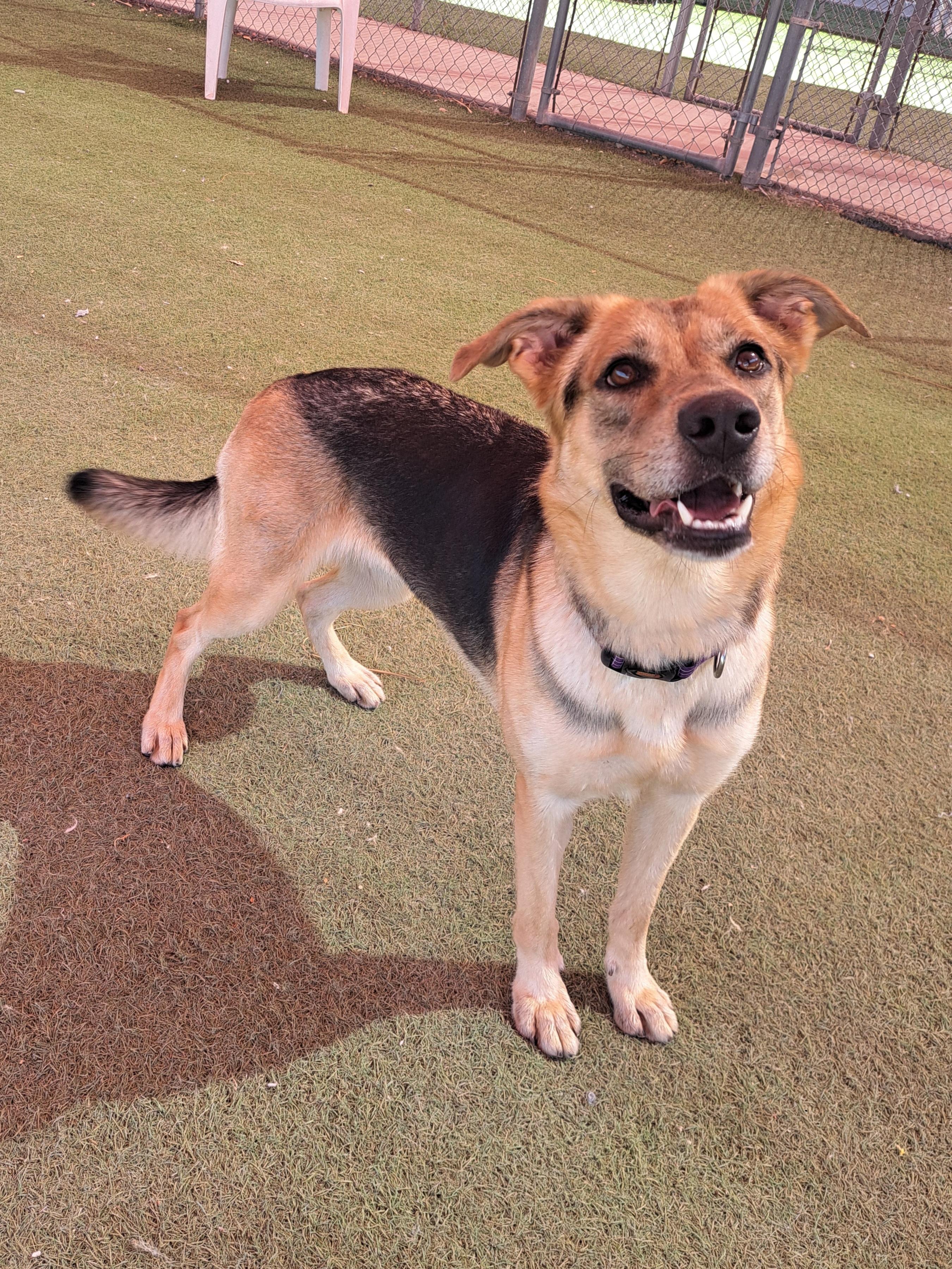 Enlarge Mileena, a Adoptable mixed breed in Glendale, AZ image 3/4