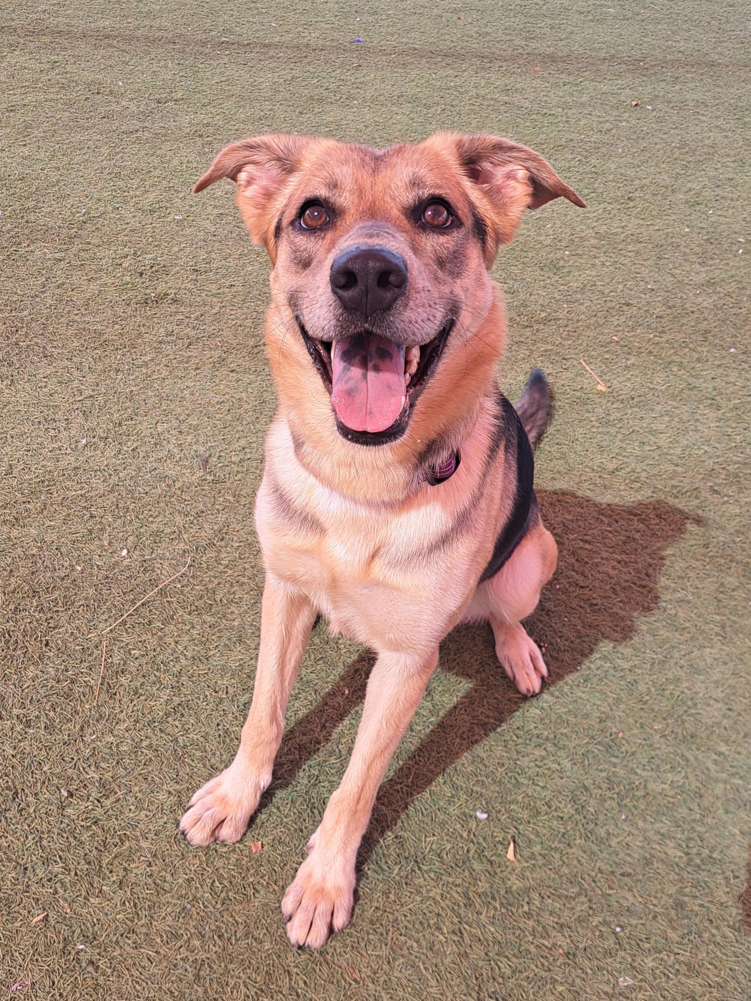 Mileena, Adoptable, Adult Female German Shepherd Dog.